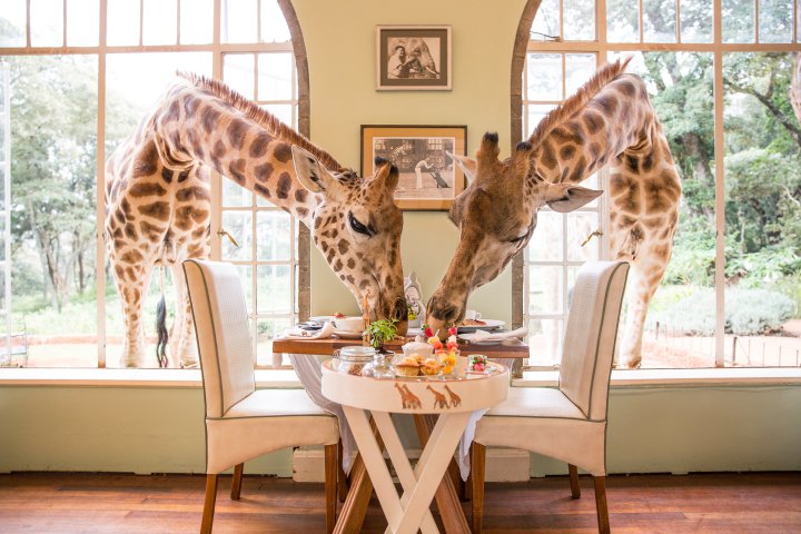 Giraffe Manor (The Safari Collection)