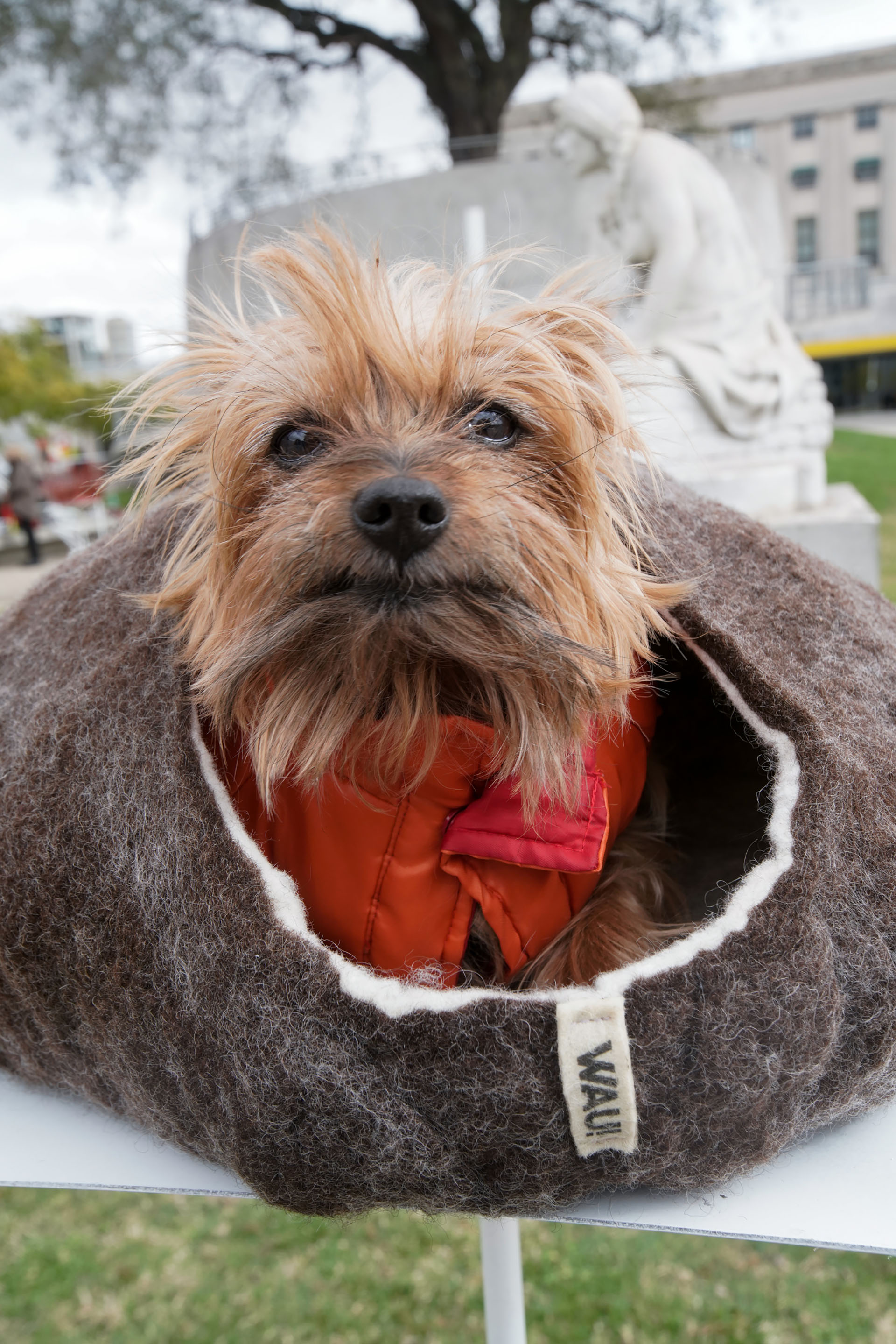 Una casita abrigada para combatir los últimos fríos y que los perros convivan con sus dueños dentro del hogar