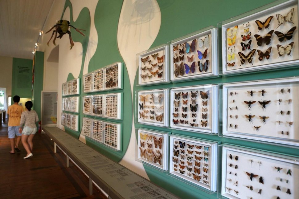 La colección de mariposas del museo