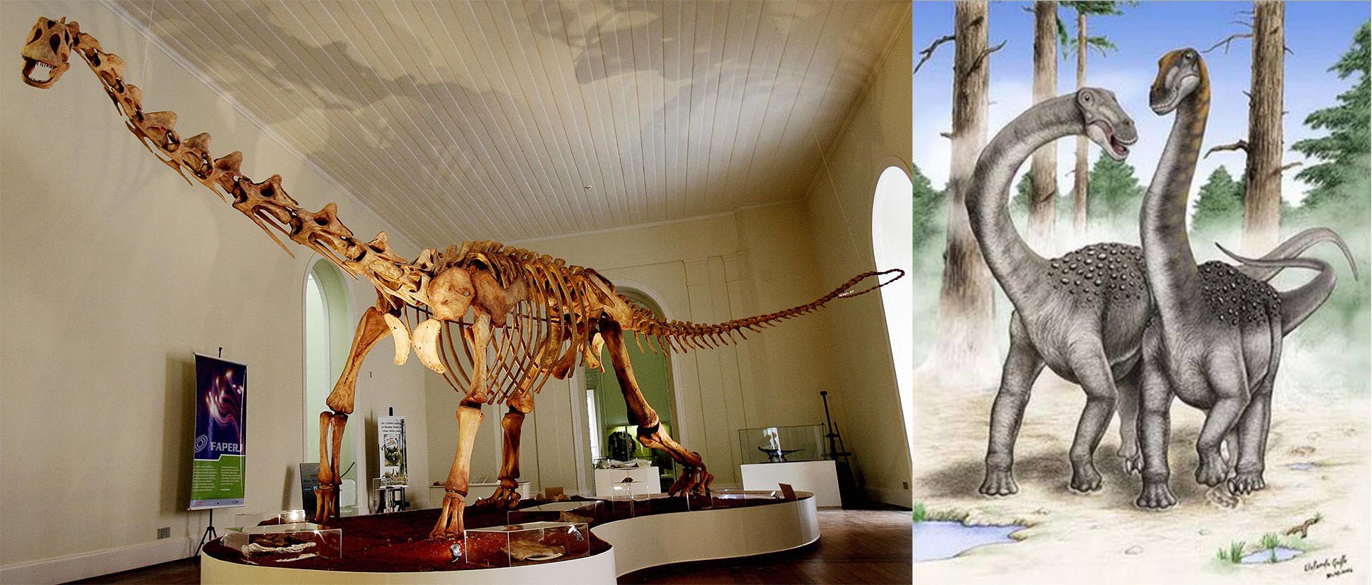 El fósil del Maxakalisaurus y una representación de su apariencia