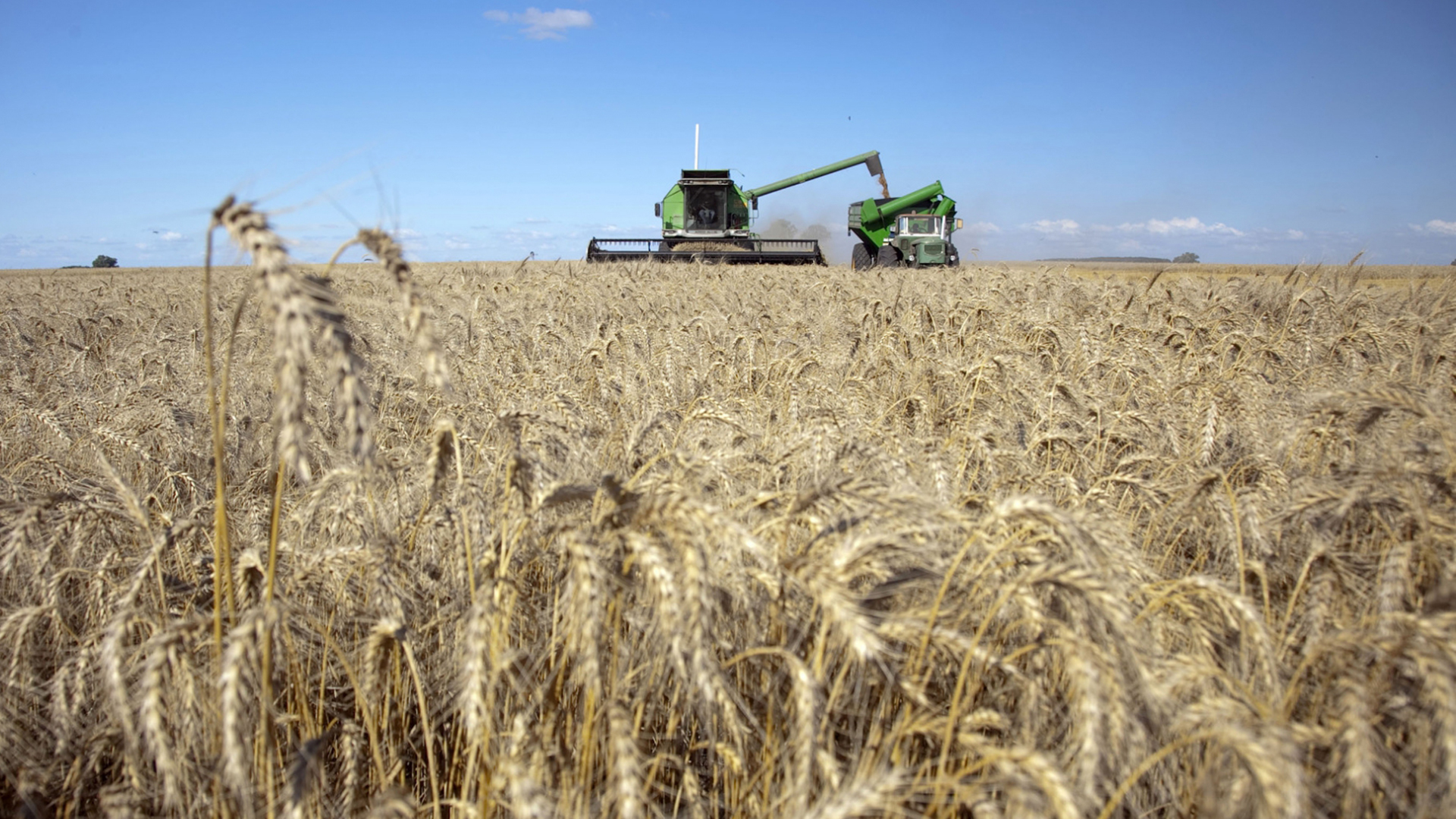 La soja, el maíz y el trigo, buscan consolidar el poder de compra de los productores