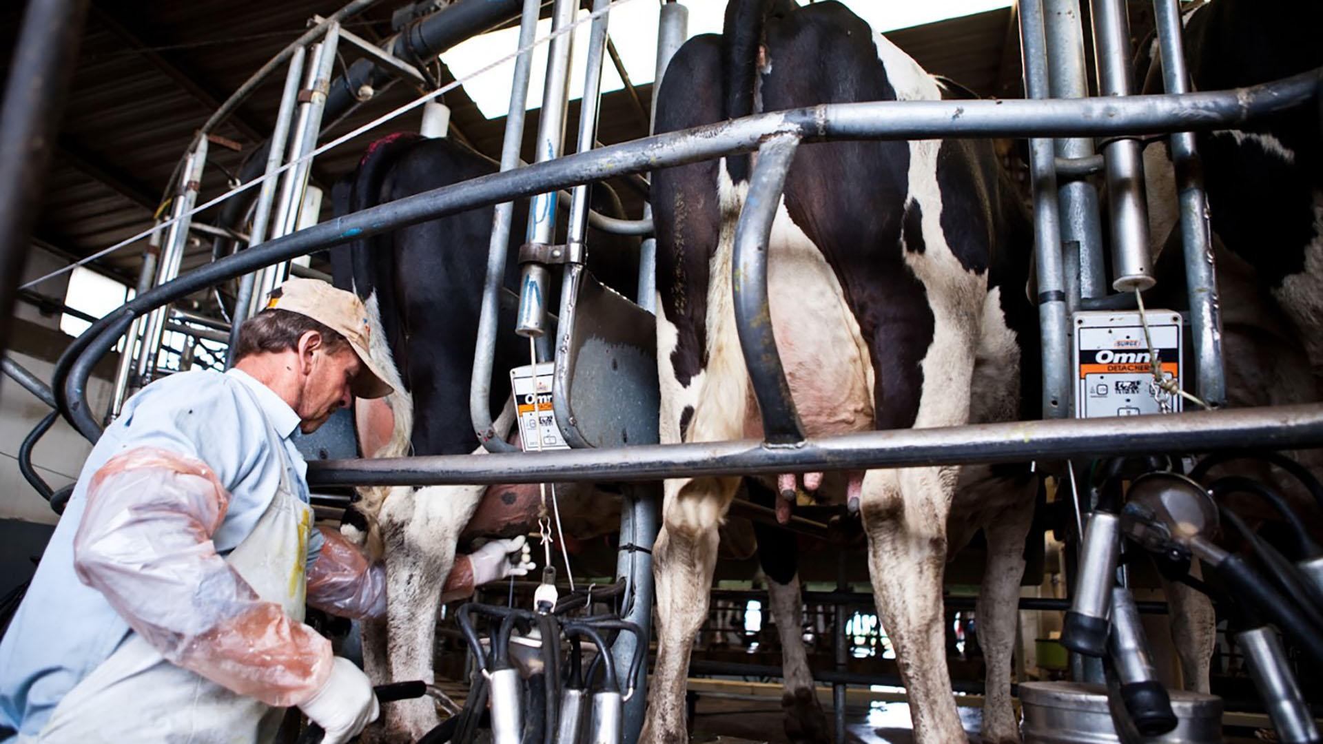 La mejora de la leche vacuna es uno de los tantos beneficios a futuro