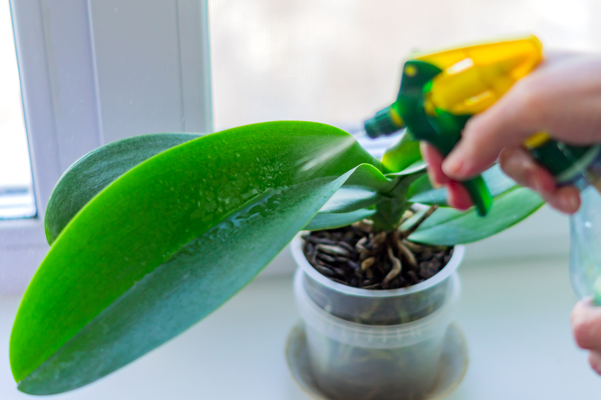 “Si las hojas están verdes y carnosas, significa que la planta está bien. Si se ponen amarillas, babosas o se caen probablemente esa orquídea tenga un problema” (Getty Images)