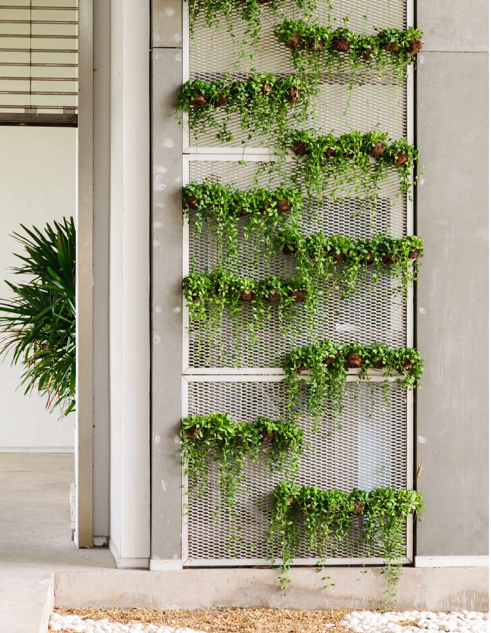 Una pared de cultivo o muro verde es una instalación vertical cubierta de plantas de diversas especies que son cultivadas en una estructura especial dando la apariencia de ser un jardín pero en vertical (Getty Images)
