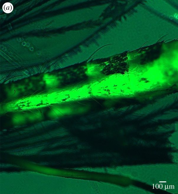 Microesferas dentro de un mosquito. Imagen: Rana Al-Jaibachi, Ross N. Cuthbert, Amanda Callaghan