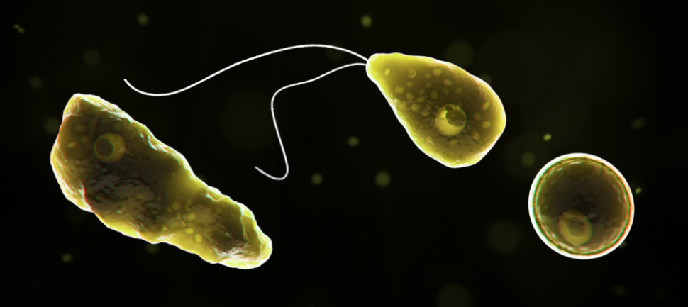 Naegleria Fowleri