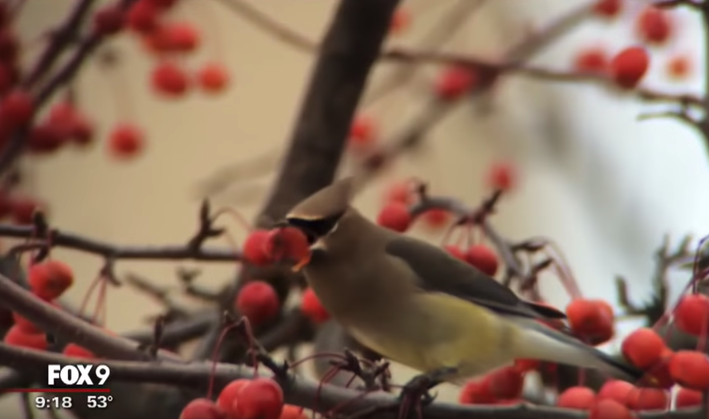 Los vecinos de la ciudad de Gilbert (Minnessota) se preocuparon al ver el comportamiento erráticos de los pájaros (Captura FoxNews 9 KMSP-TV Minneapolis-St. Paul)