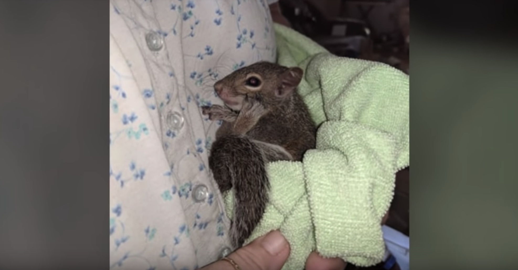 Frontier, con su nueva normativa, permite que solo los gatos y los perros sean considerados animales de apoyo emocional (Captura Fox 8)