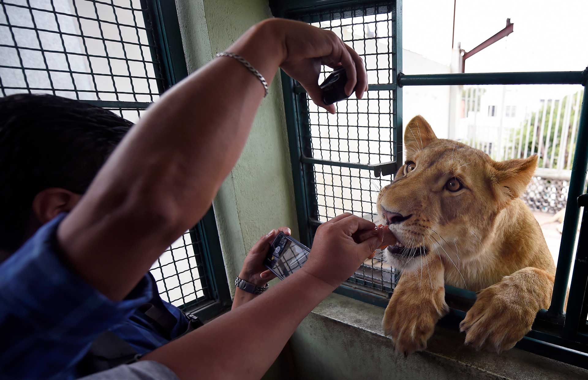 Omar asegura que su principal motivación es conservacionista, para que sis nietos y los del barrio conozcan a leones blancos, aunque está consciente del riesgo que corren. “Mis hijos van entendiendo que es un animal al que hay respetar, al que hay que cuidar, también deben entender que no es un perro, es un animal muy fuerte”, concluye.