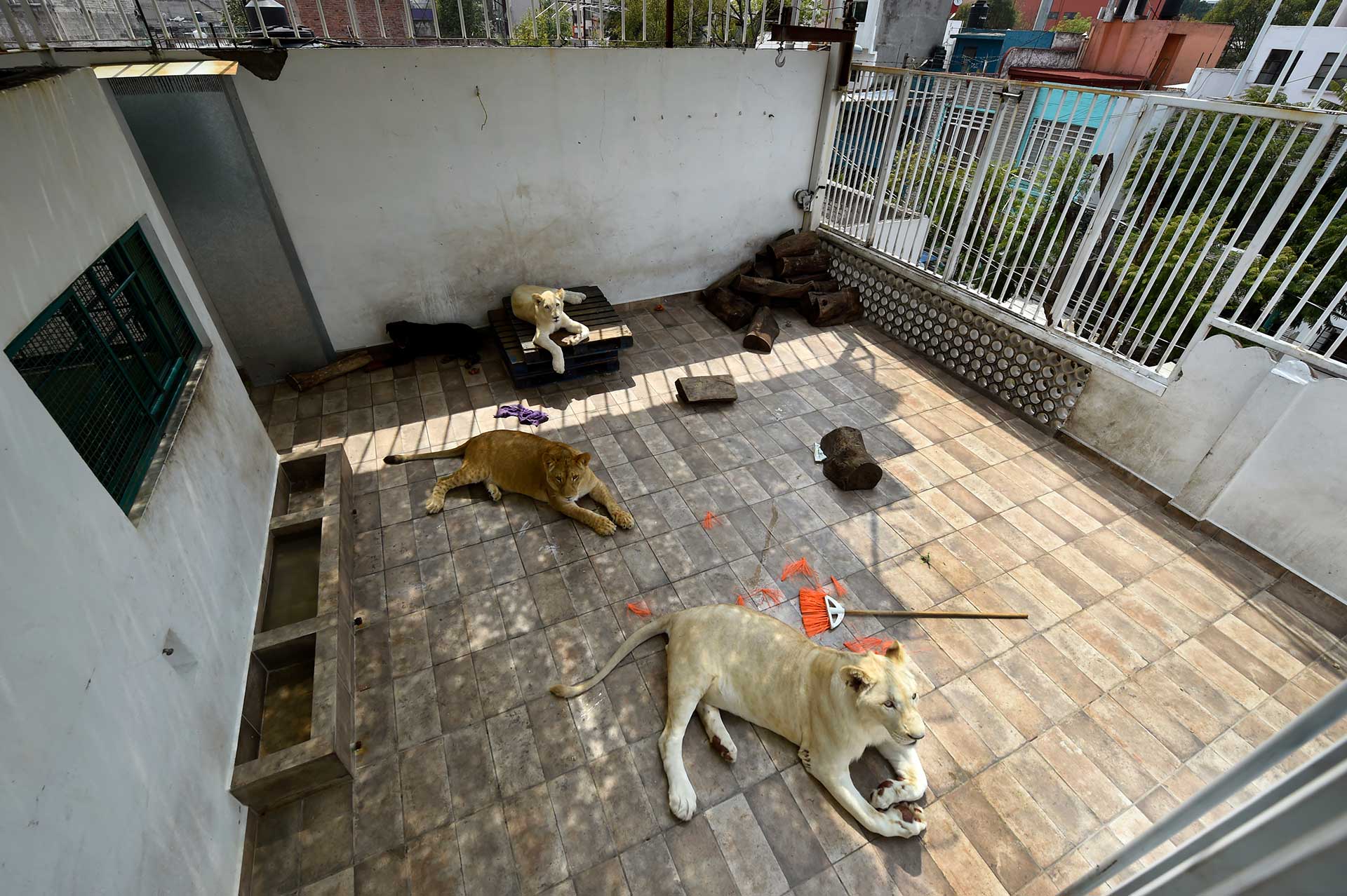 Nojoch, Gorda y Numbi viven en el techo de una casa de dos pisos, con barrotes altos y reforzados y un cuarto “trampa”, donde comen y duermen, y que también serviría para encerrarlos, separarlos o apartarlos en caso de emergencia, pero “nunca, nunca” ha habido ningún problema, asegura Omar