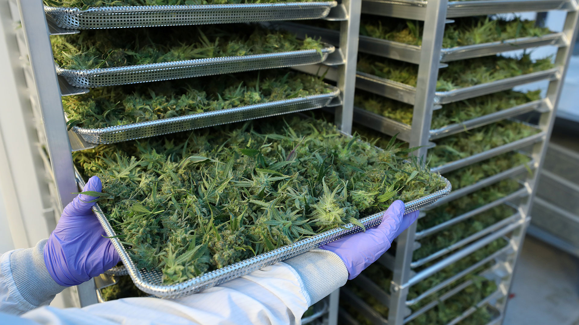 Cannabis (Reuters)