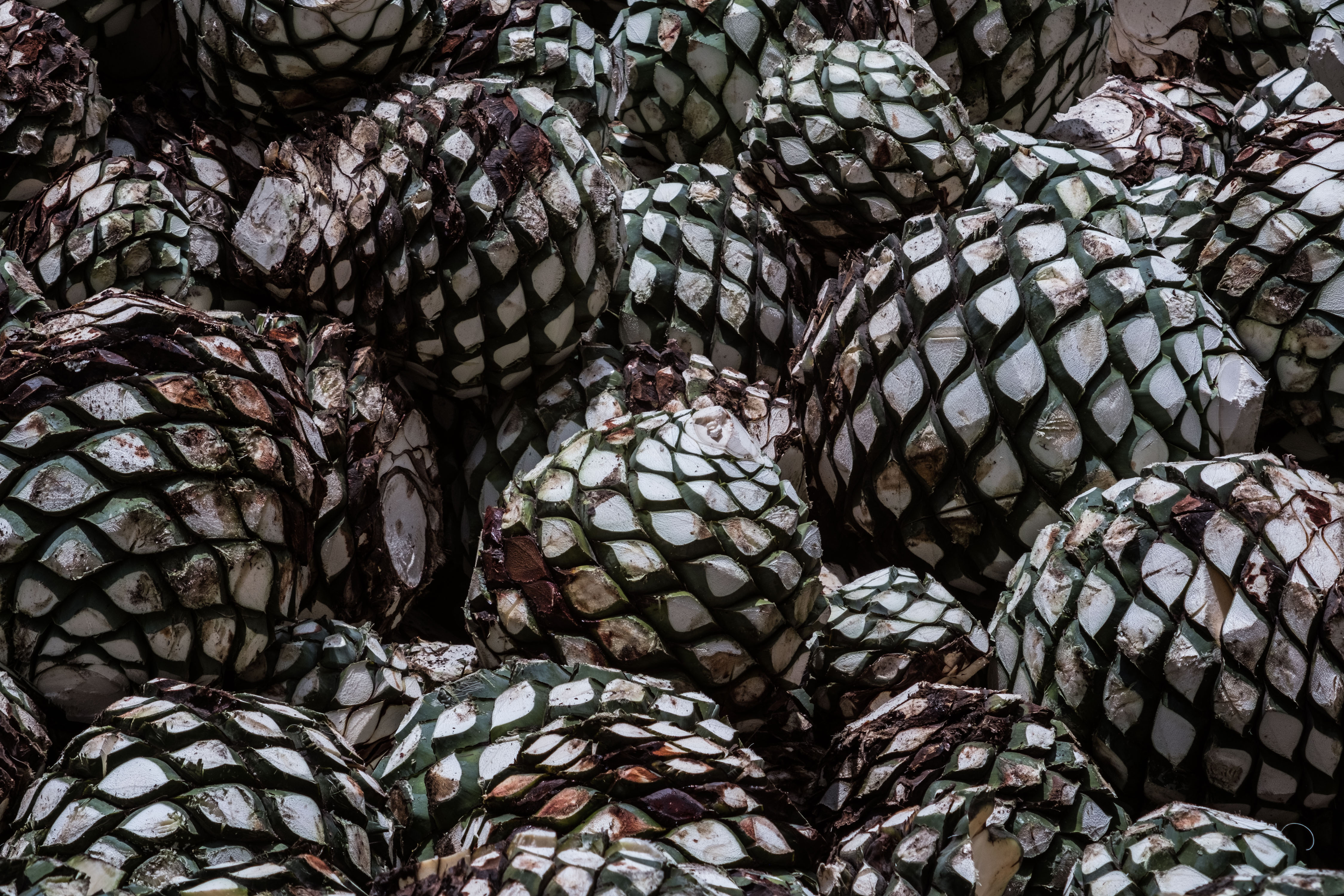 Se tarda unos siete años en cultivar una planta de agave azul (Bloomberg / Mauricio Palos)