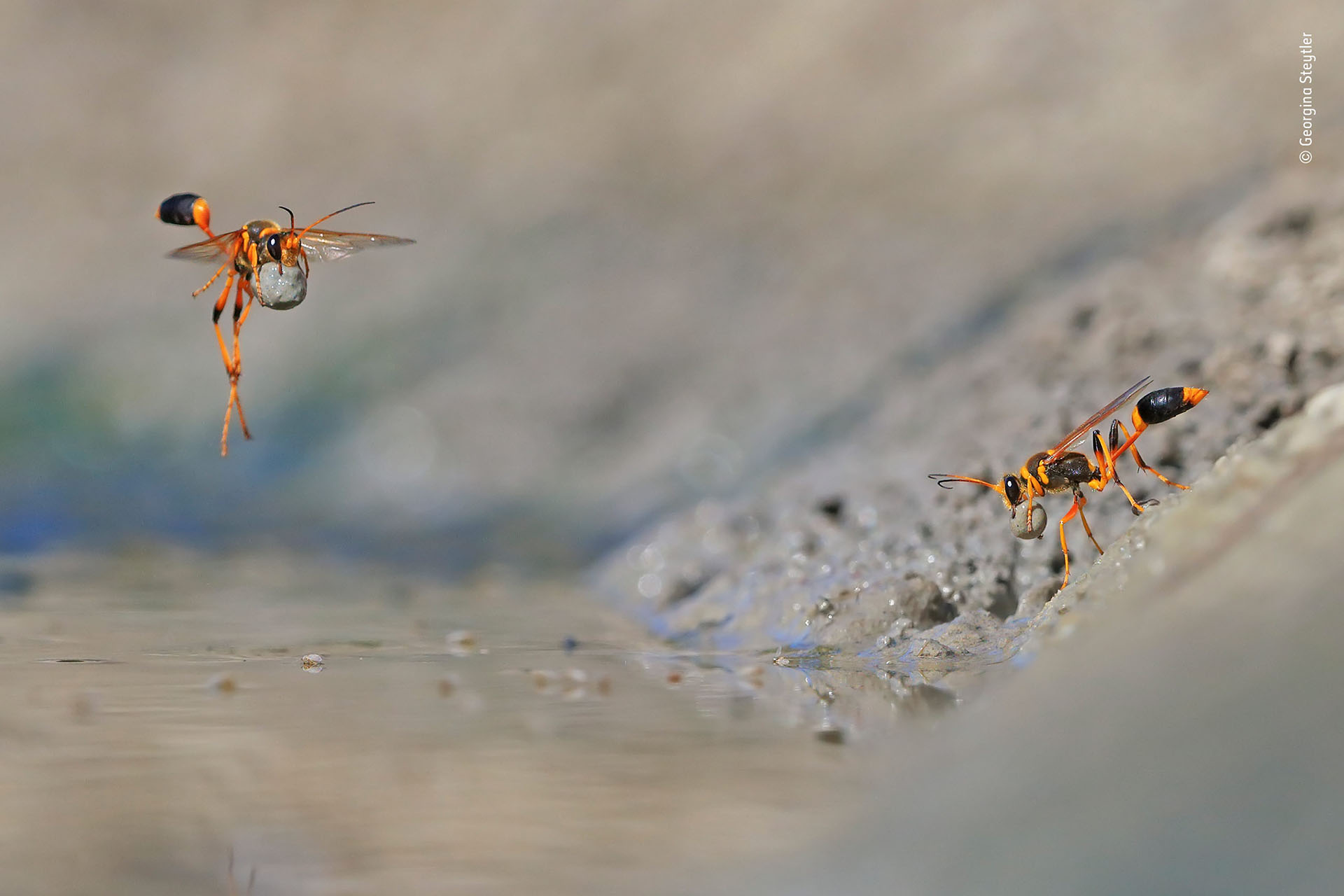 Georgina Steytler (Australia), categoría Comportamiento de invertebrados. “Mud-Rolling Mud-Dauber”, avispas recolectan pequeñas gotas de lodo para construir sus nidos, en una reserva de Australia