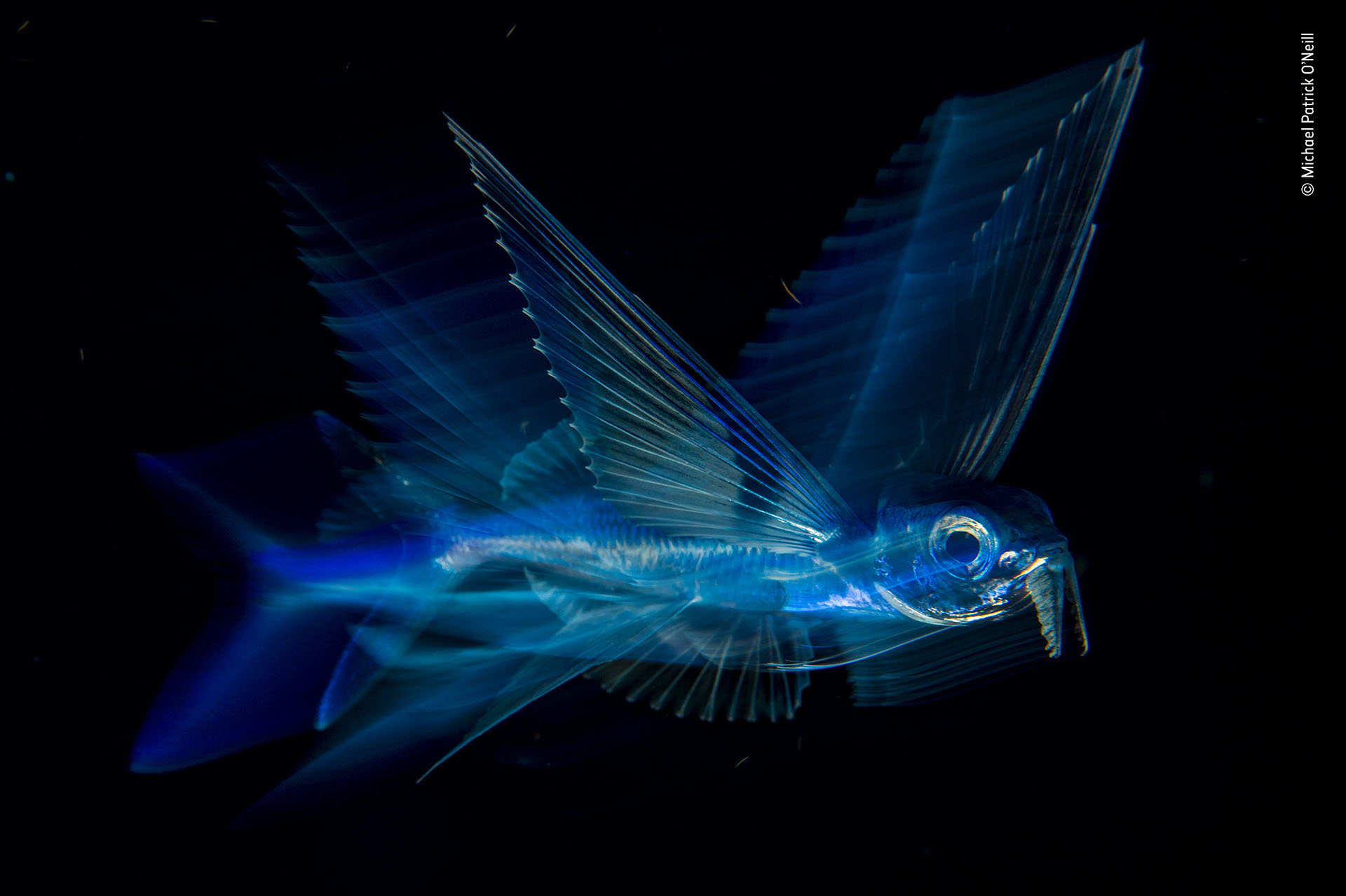 Michael Patrick O’Neill (EEUU), categoría Bajo agua. “Vuelo nocturno”, un pez volador, bajo efecto de movimiento, retratado en Palm Beach, Florida