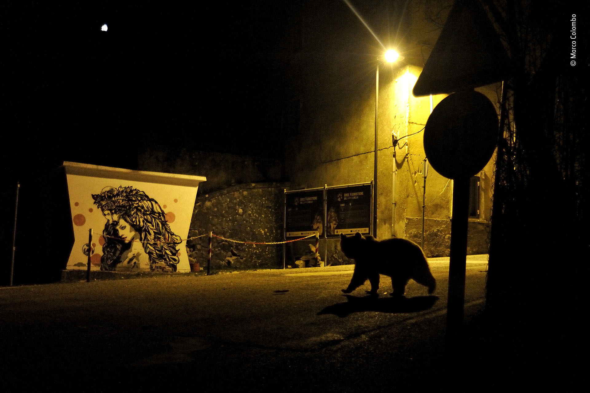 Marco Colombo (Italia), categoría Vida silvestre urbana. “Caminos cruzados”, un oso pardo de los Apeninos cruza una calle en Italia