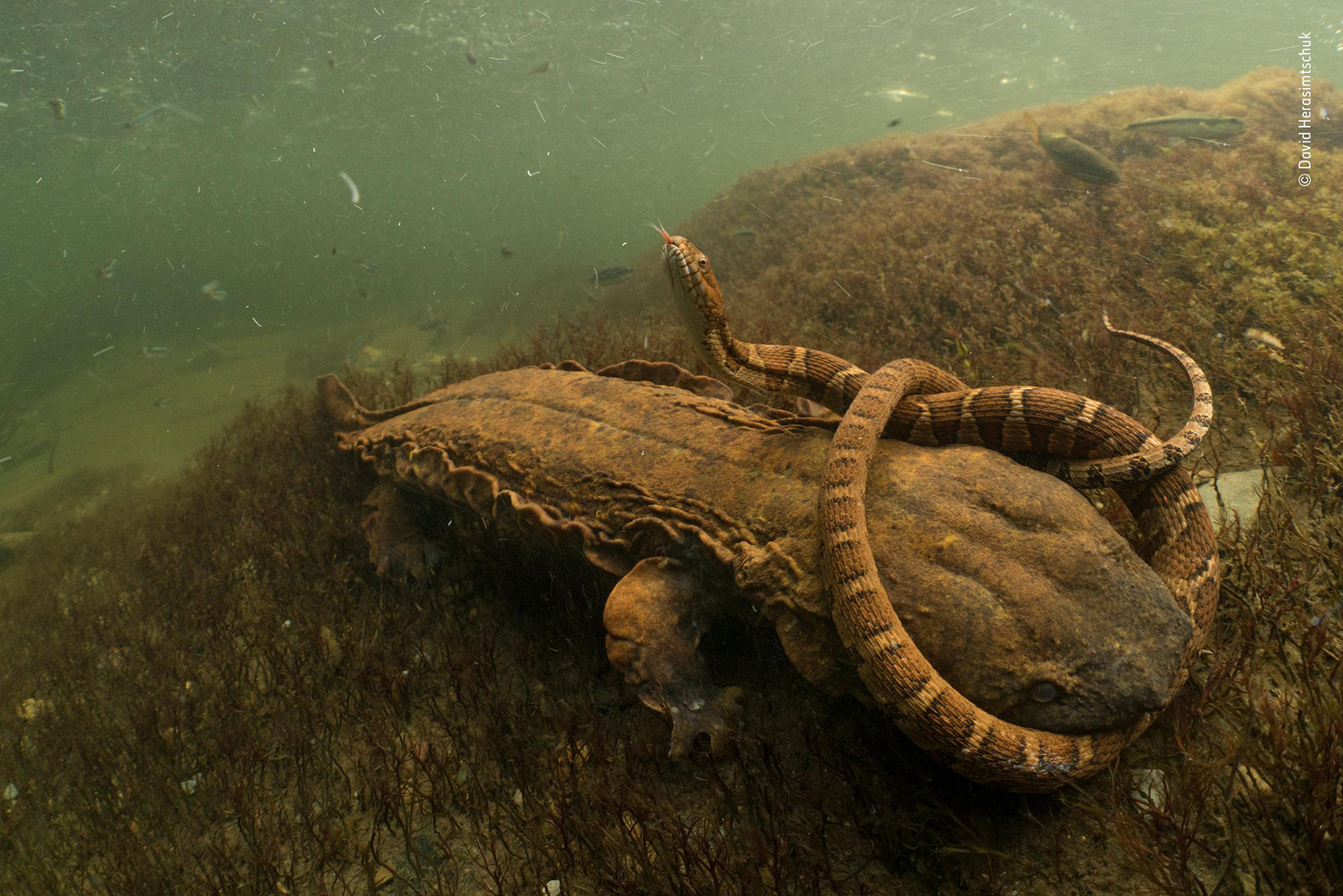 David Herasimtschuk (EEUU), cateogría Comportamientos de anfibios y reptiles. “Empeñado”, una serpiente es mordida por una salamandra americana gigante en un río de Tennessee