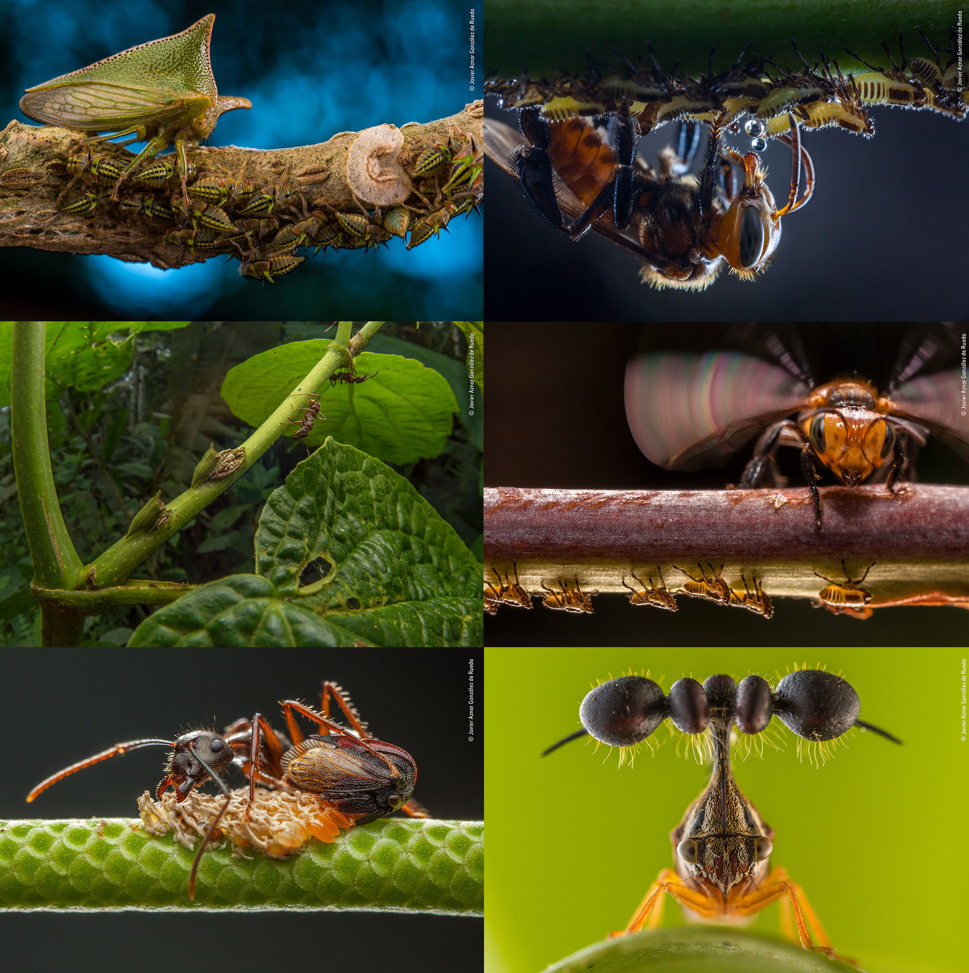 Javier Aznar González de Rueda (España), categoría Portafolio de vida silvestre. El fotógrafo retrató los comportamientos protectores de insectos madres