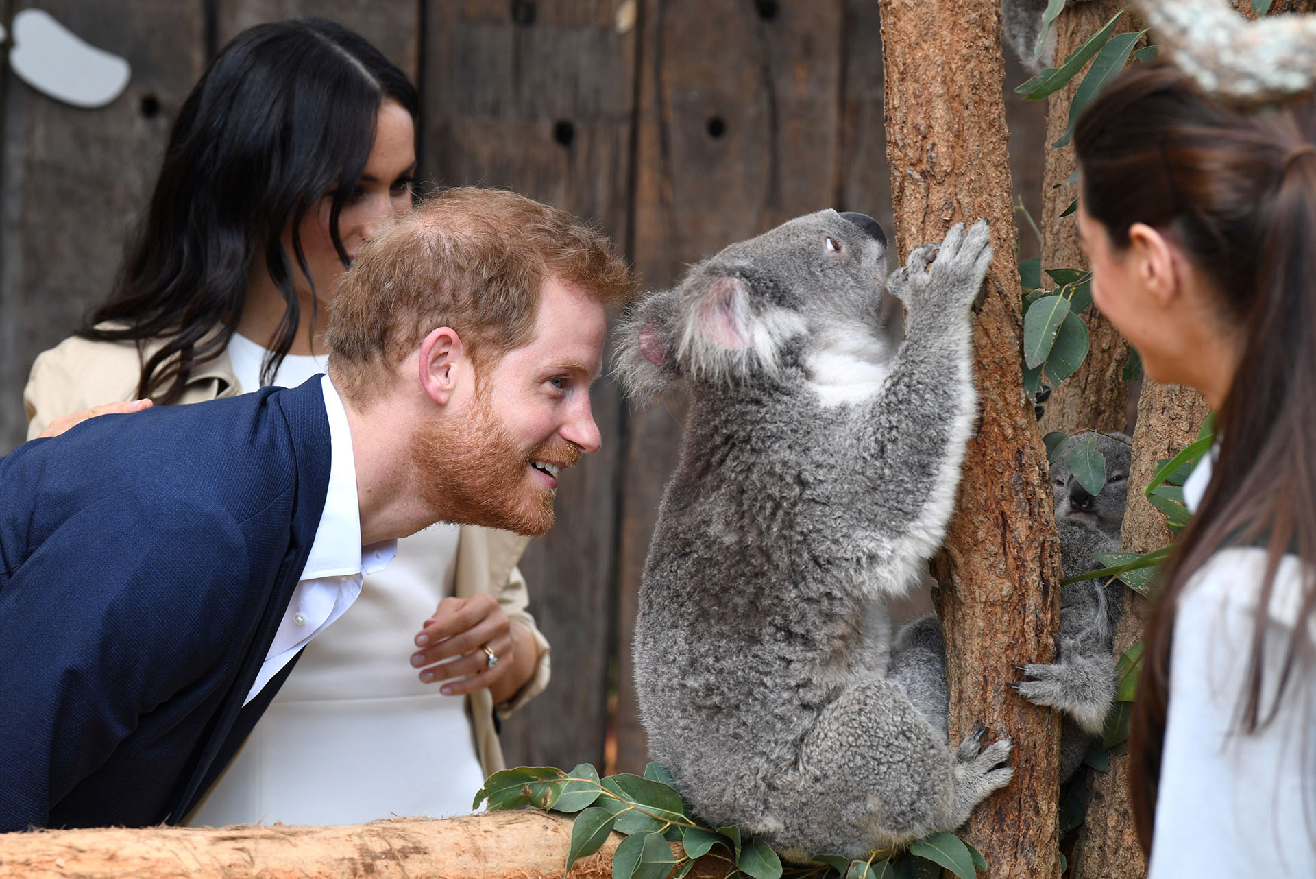 En su primer día en Sydney, recorrieron el zoológico de Taronga, donde conocieron al koala Ruby y su familia