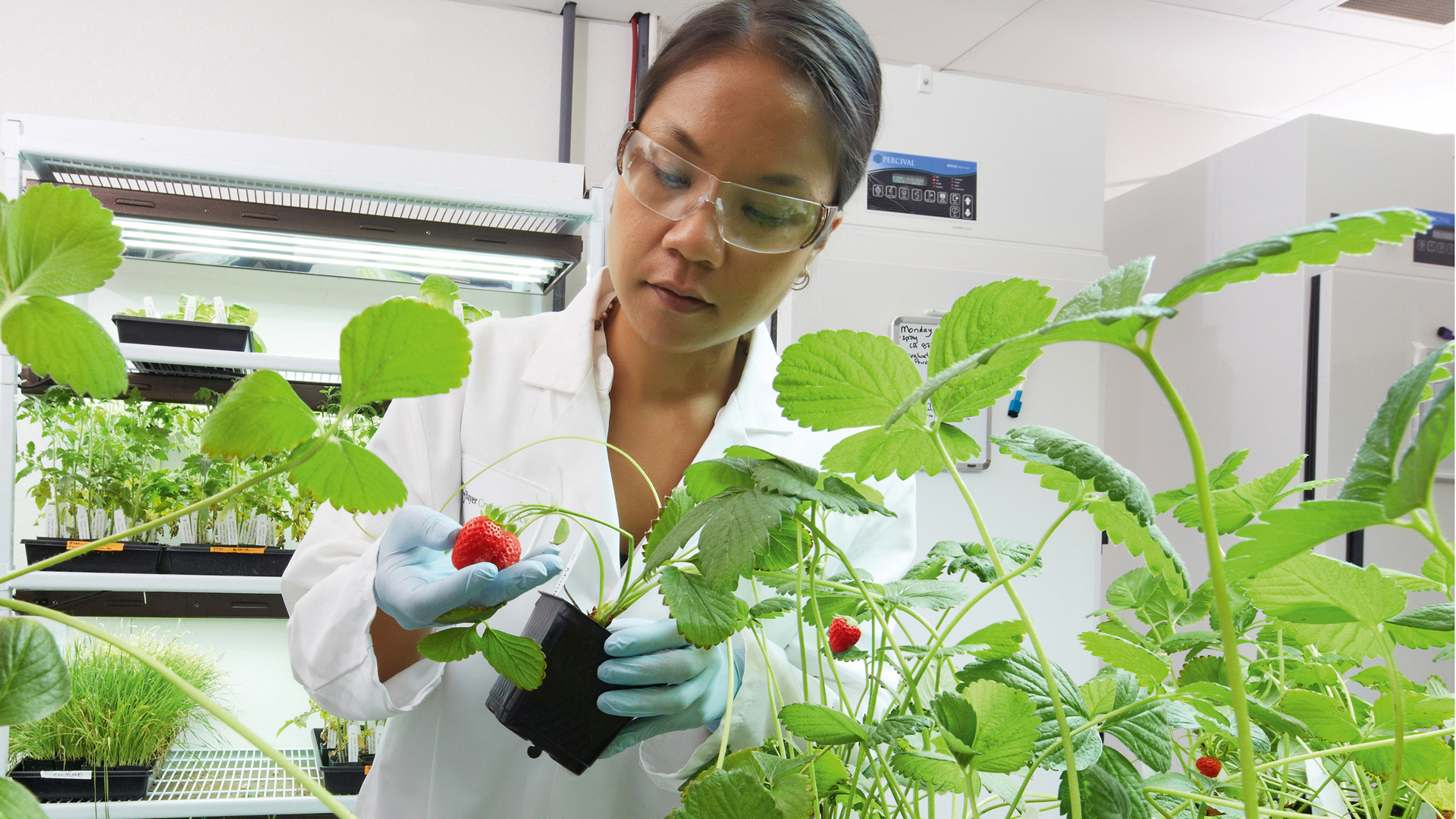 Los avances biotecnológicos y la agricultura digital son algunas de las claves para el desarrollo del campo argentino según Bayer.