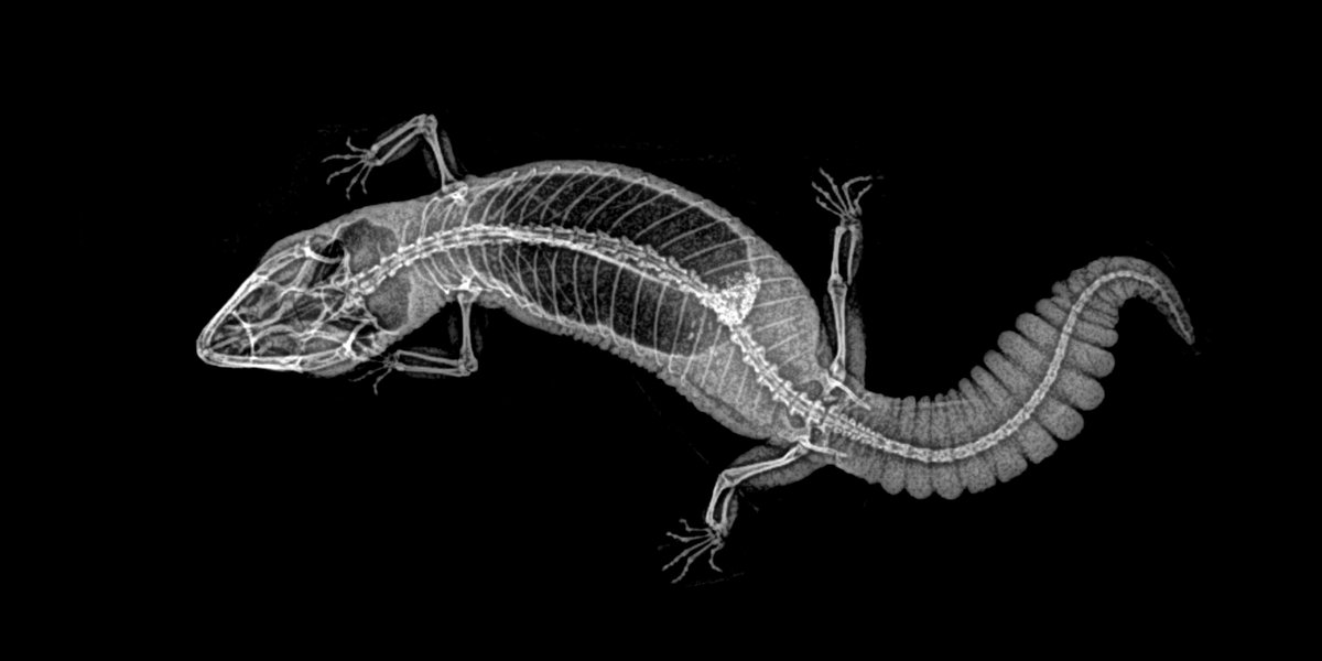 Gecko.