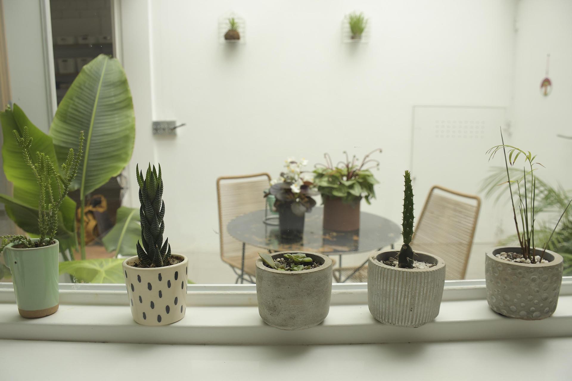 Plantas de interior, una decoración moderna que no falta en ninguna casa