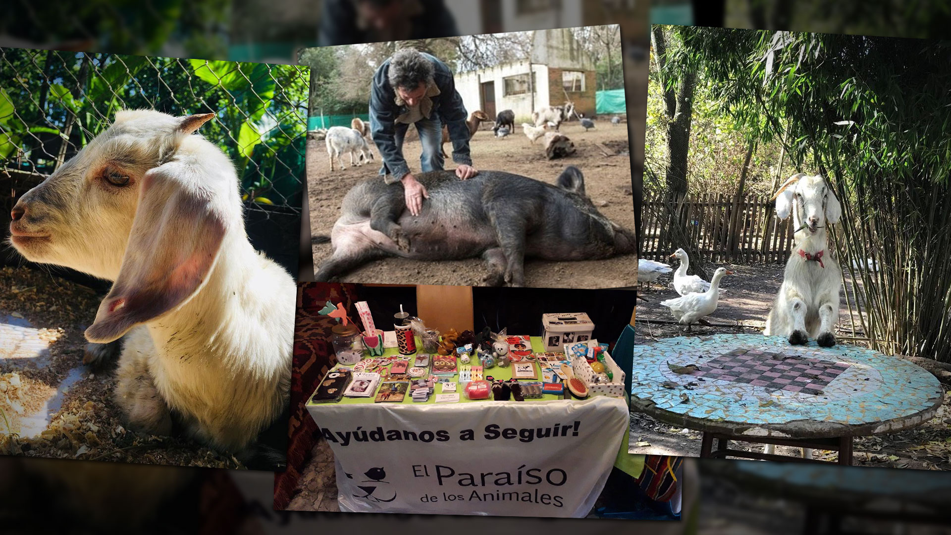 Todos los animales que ingresan a “El Paraíso” viven sus vidas en libertad, en un hábitat lo más cercano al natural. Las ferias veganas de Capital les dan espacio para juntar donaciones.