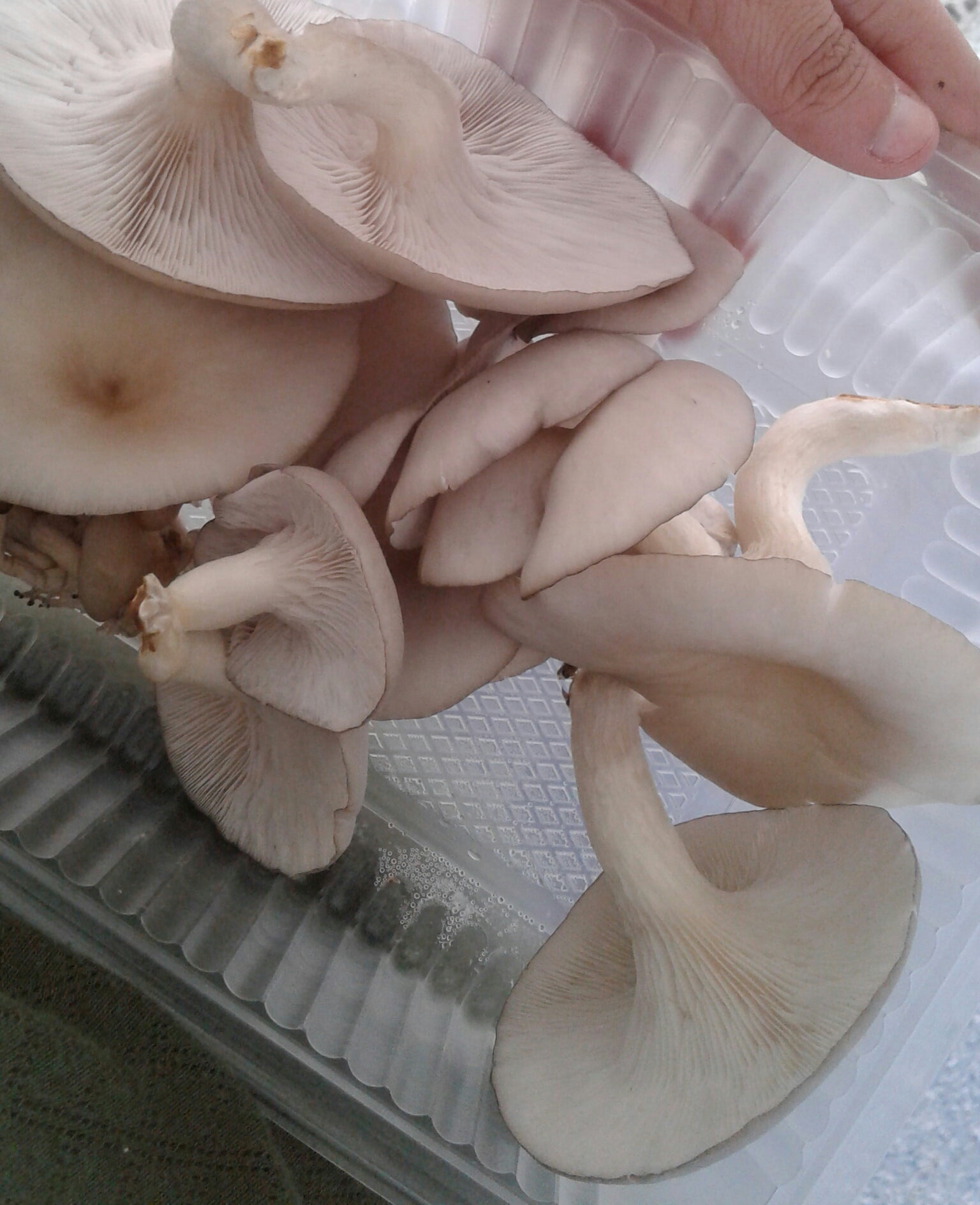 los hongos gírgolas son muy ricos en vitaminas y minerales, con un alto contenido de hierro.