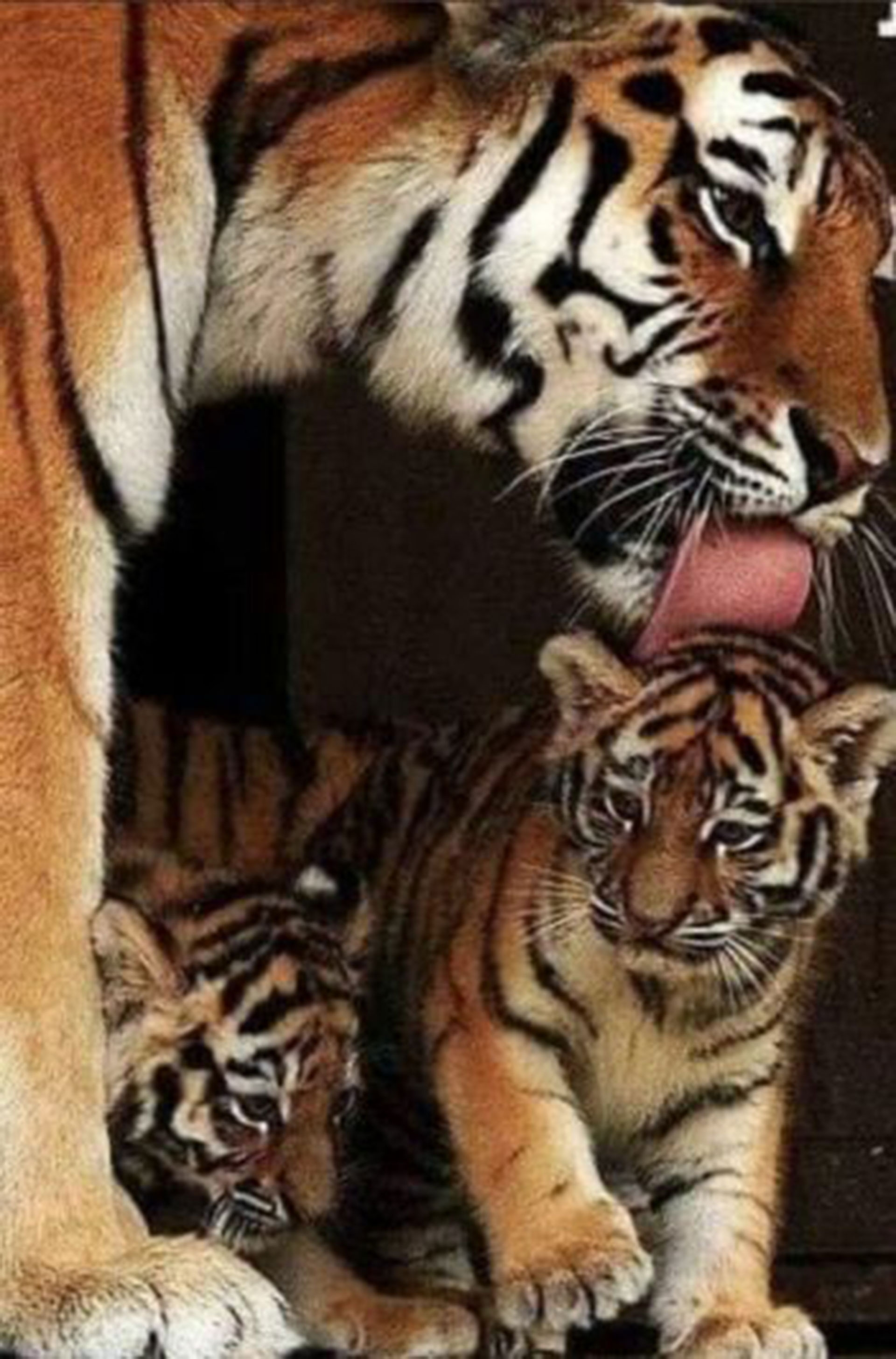 Dijeron que la tigresa sólo protegía a sus cachorros (Crédito: AFP)