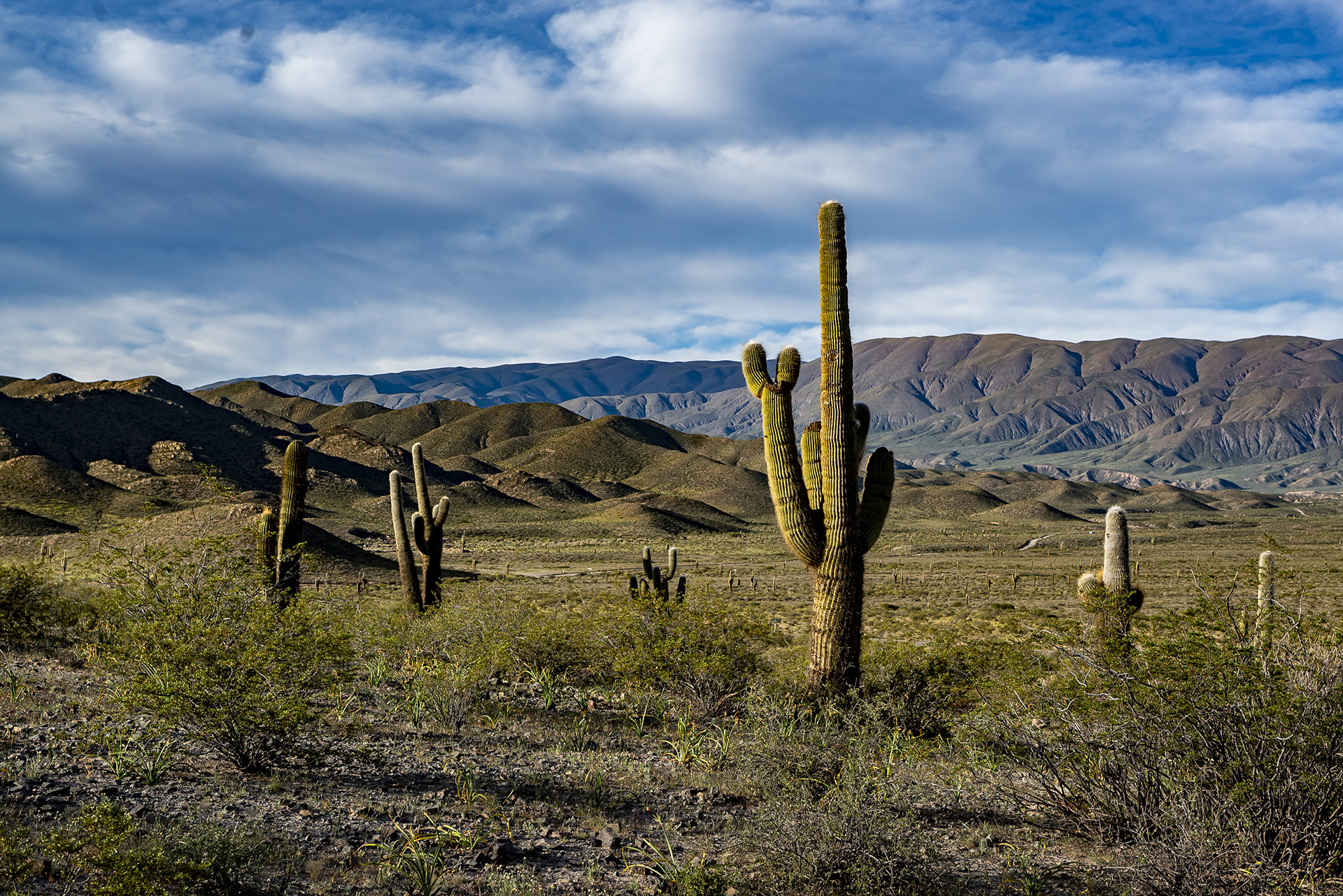 Parque Nacional Los Cardones