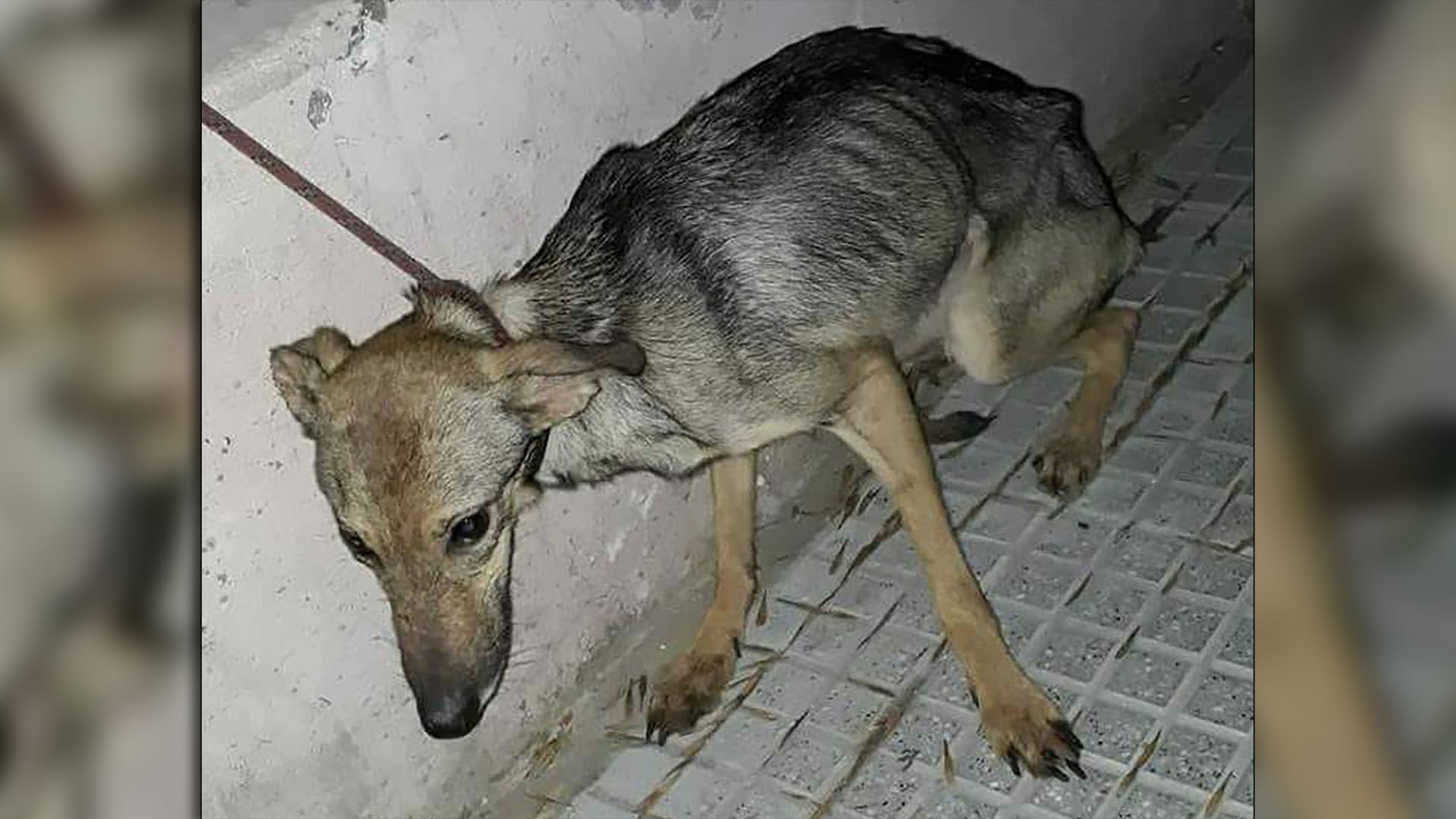 Foto ilustrativa sobre maltrato animal