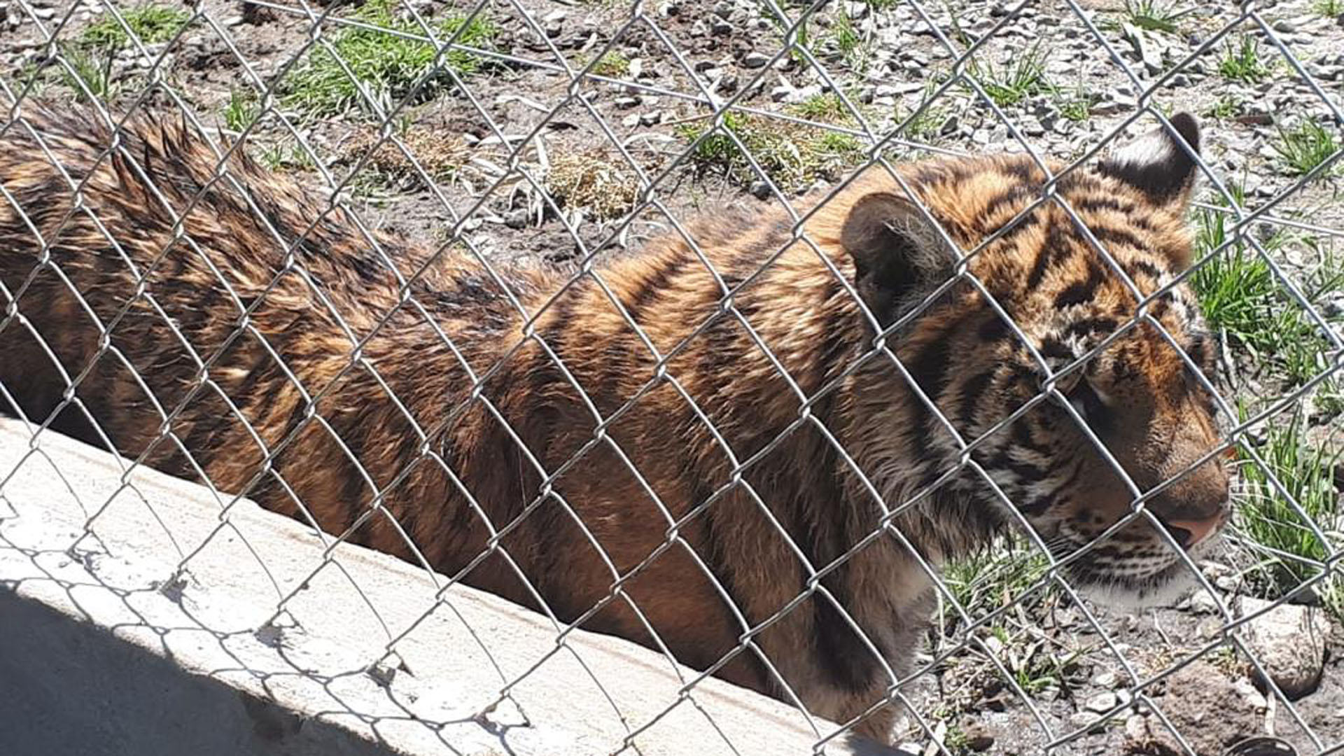 El tigre encontrado por la PFA y ambiente.
