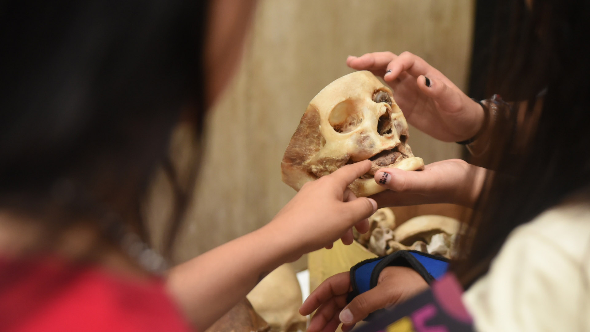 Museo de Anatomía J.J. Naón