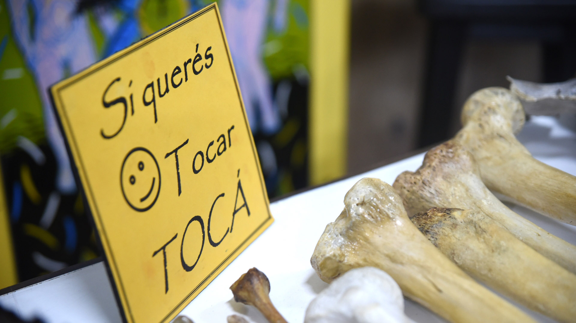 Museo de Anatomía J.J. Naón