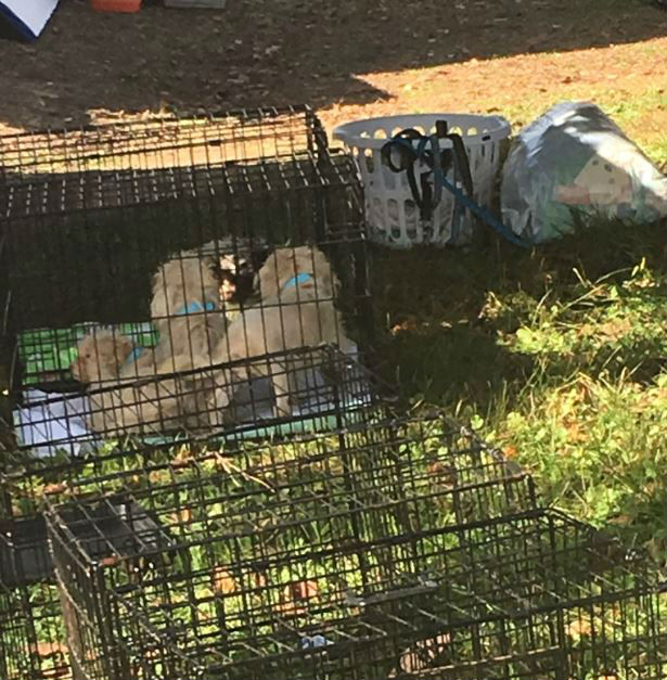 130 animales fueron rescatados del cautivero y las condiciones inhumanas.