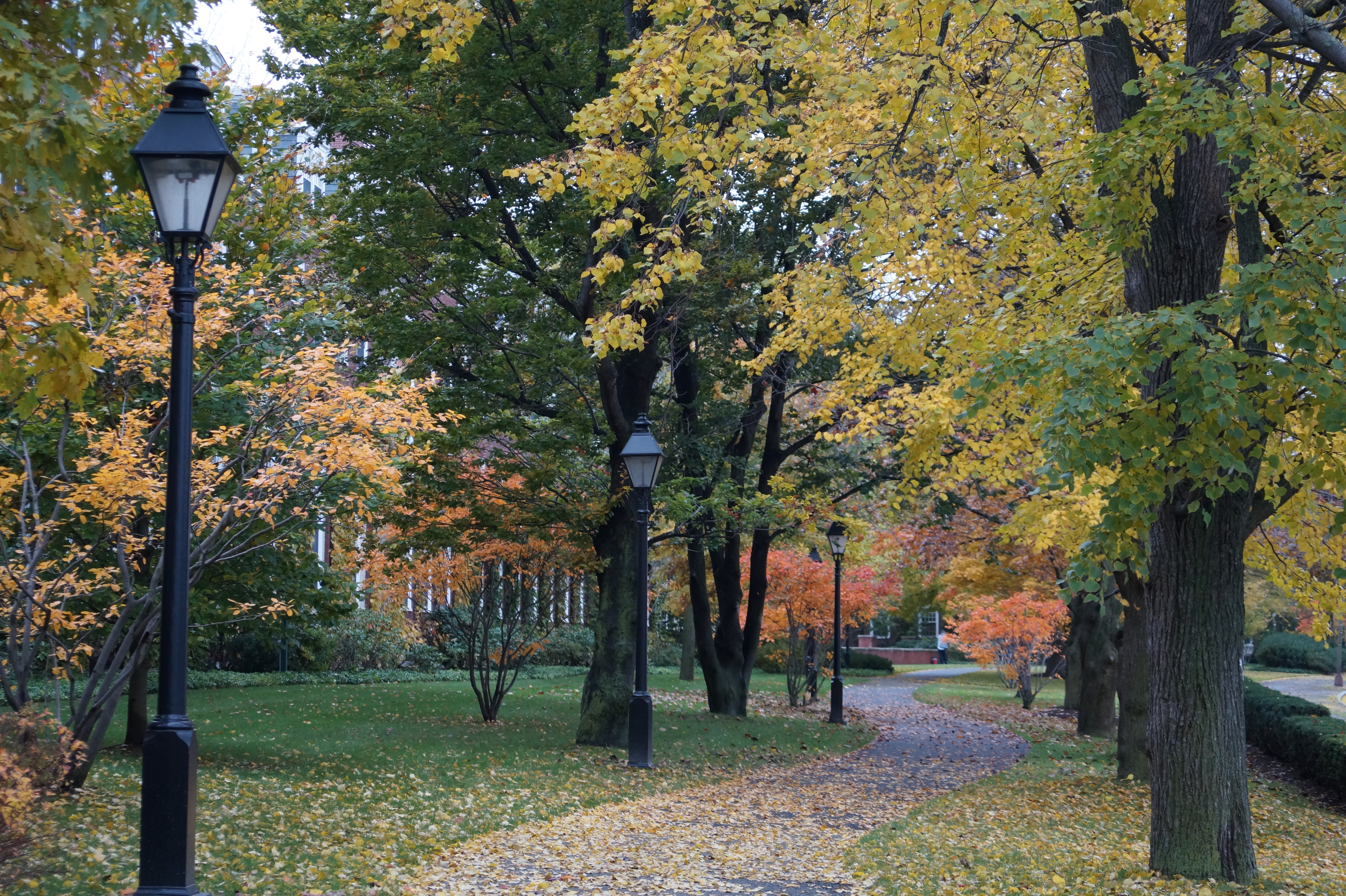El campus de la escuela de negocios de Harvard hechiza con su sinfonía de ocres durante el otoño.