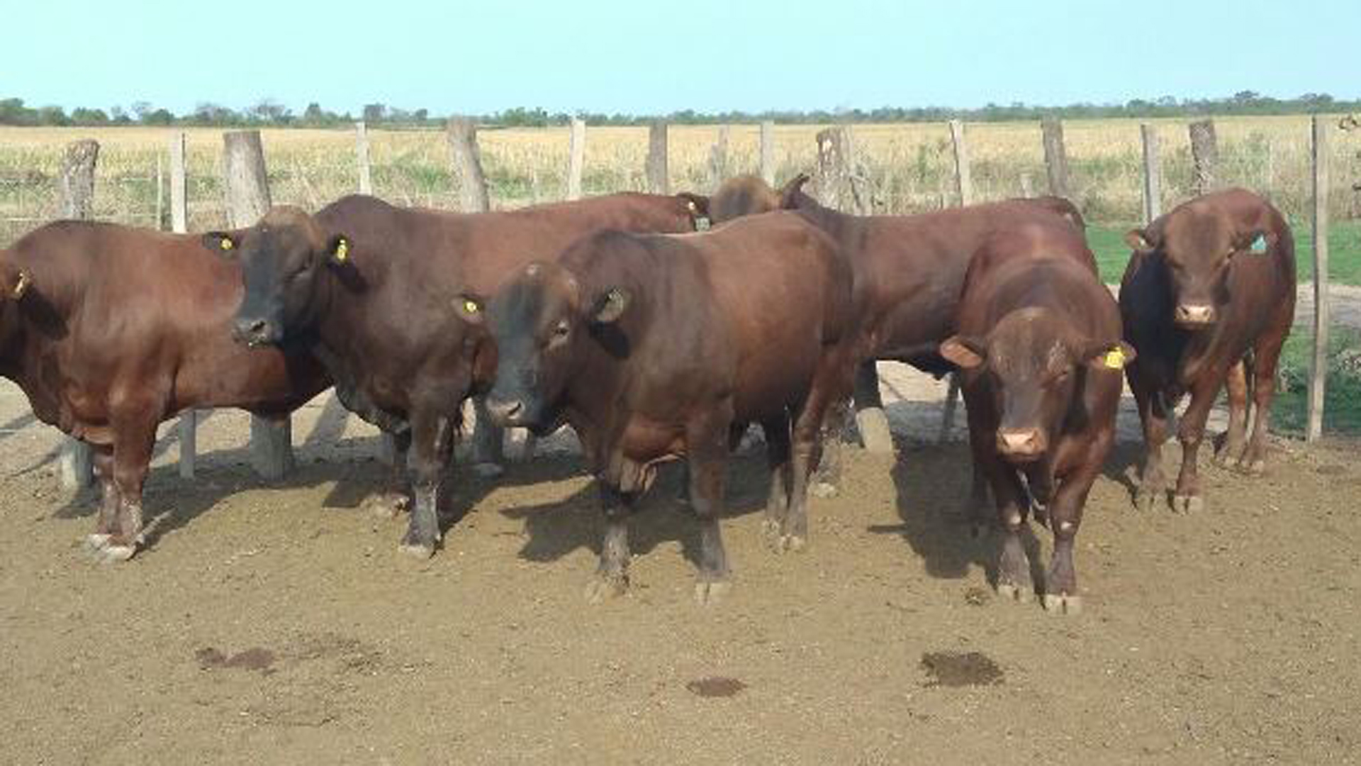 Por primera vez en la Argentina, se realizó un estudio que analiza todos los descriptores fenotípicos en correlación con las características genotípicas en bovinos