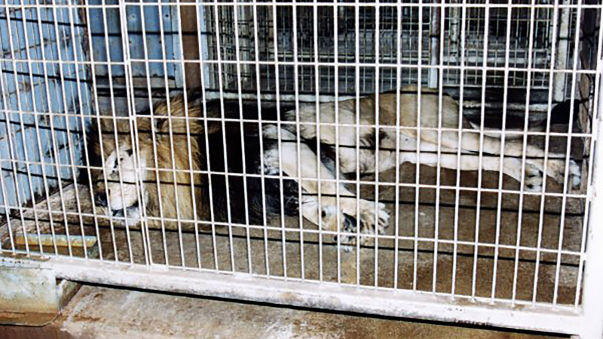 Un león enjaulado en un circo (Peta)