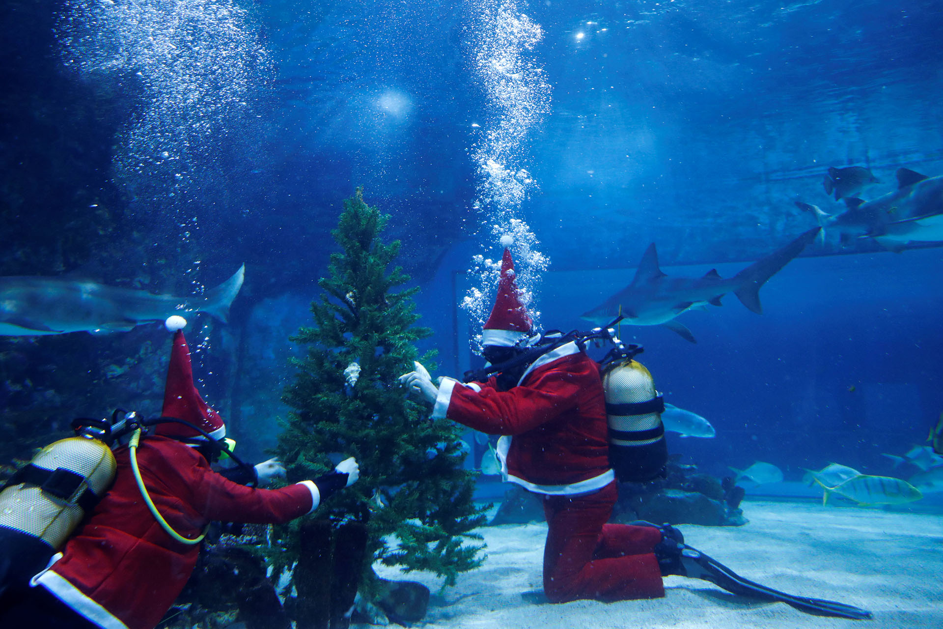 BUDAPEST, HUNGRÍA. El llamativo árbol de navidad en el acuario Tropicarium de Budapest