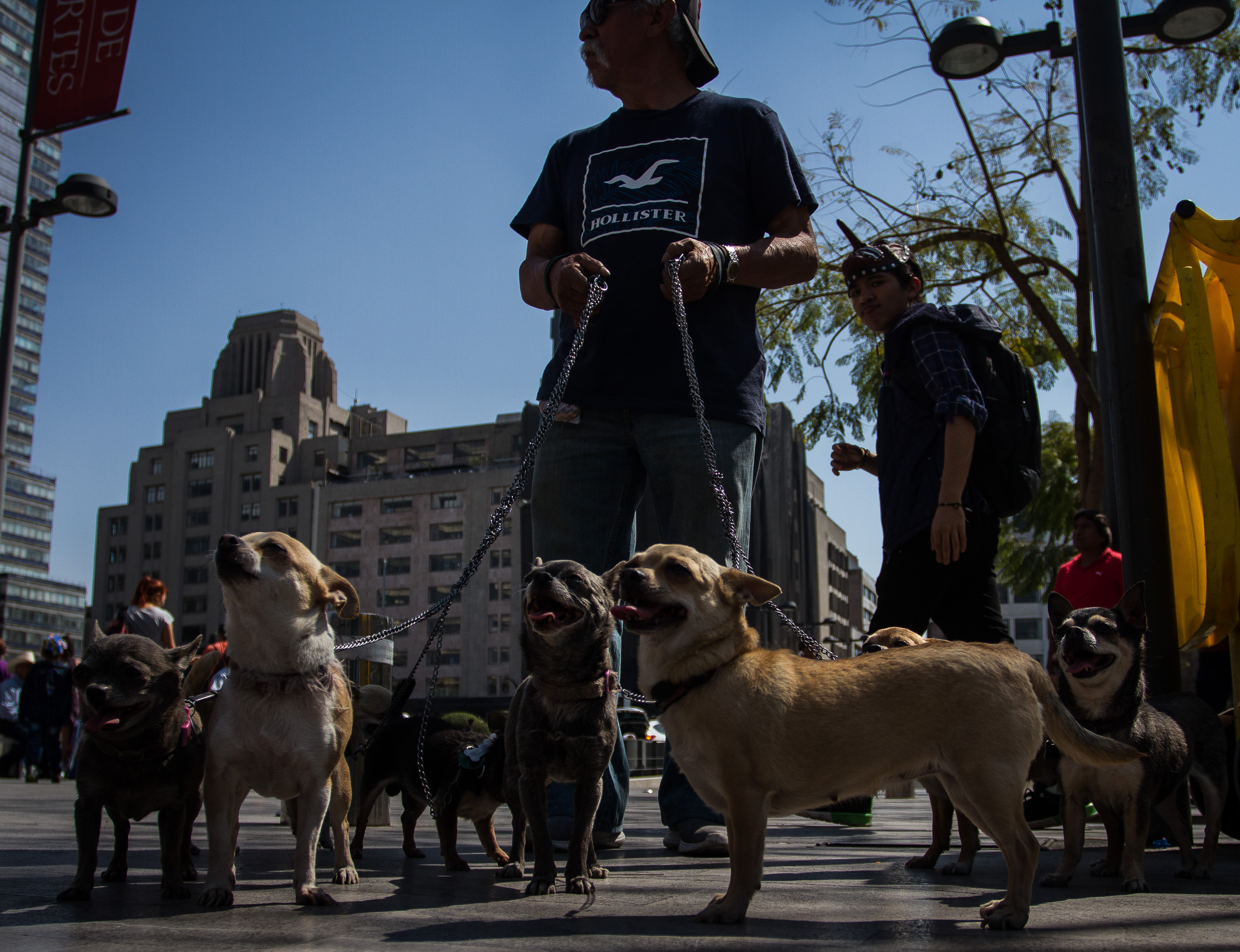 El INEGI estima que en México existen 18 millones de perros (Foto: ISAAC ESQUIVEL /CUARTOSCURO)