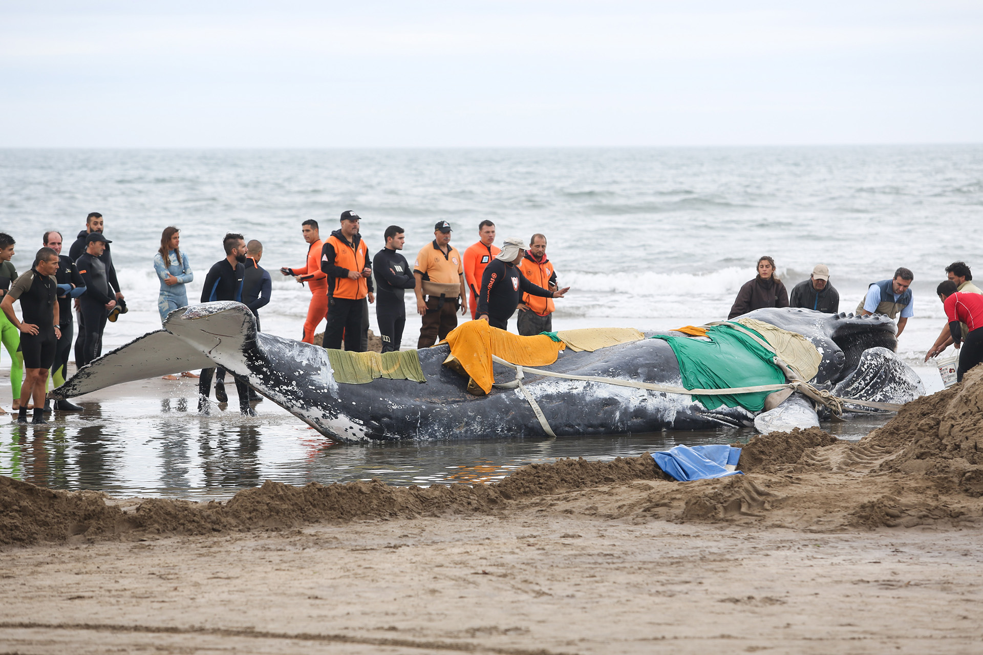 Ballena encallada en las playas de Mar del Plata (Christian Heit)