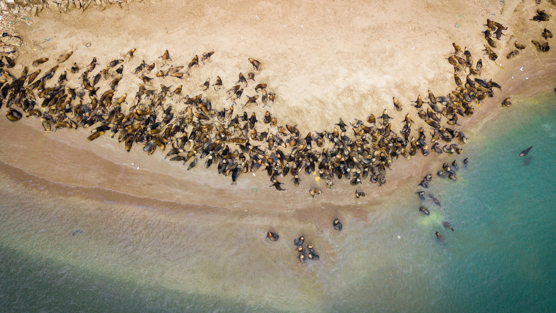 Mar del Plata posee una reserva de lobos marinos en una pequeña área protegida urbana situada en la costa marítima