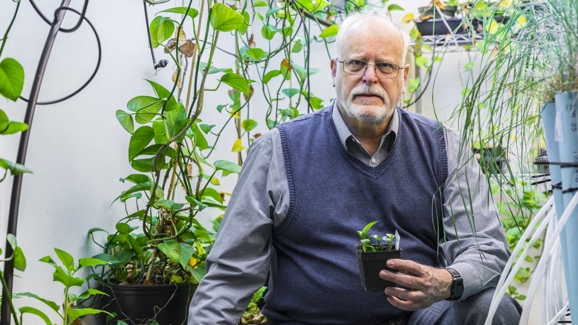 Stuart Strand el investigador que hizo posible el desarrollo de la planta (Foto: Universidad de Washington)