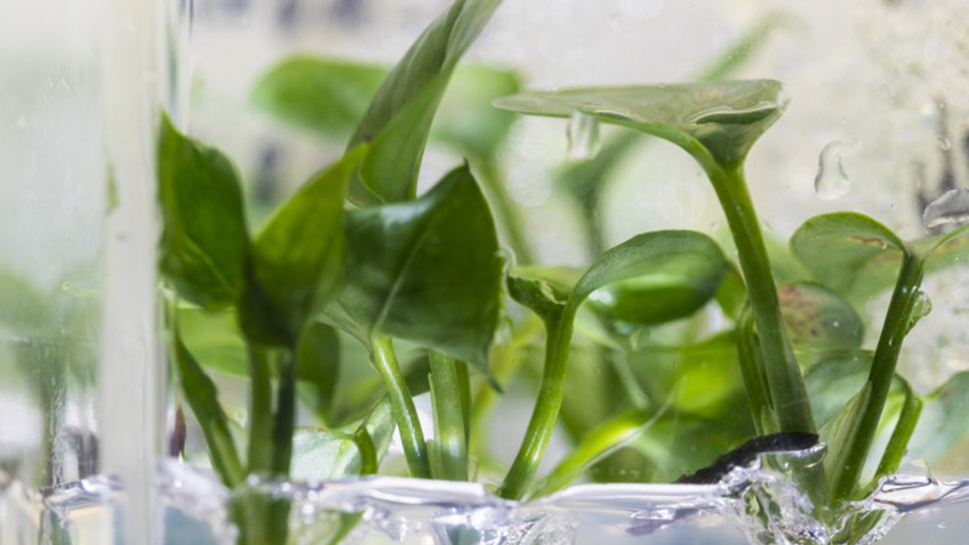 Las plantas que eliminan la contaminación del aire (Fotos: Universidad de Washington)