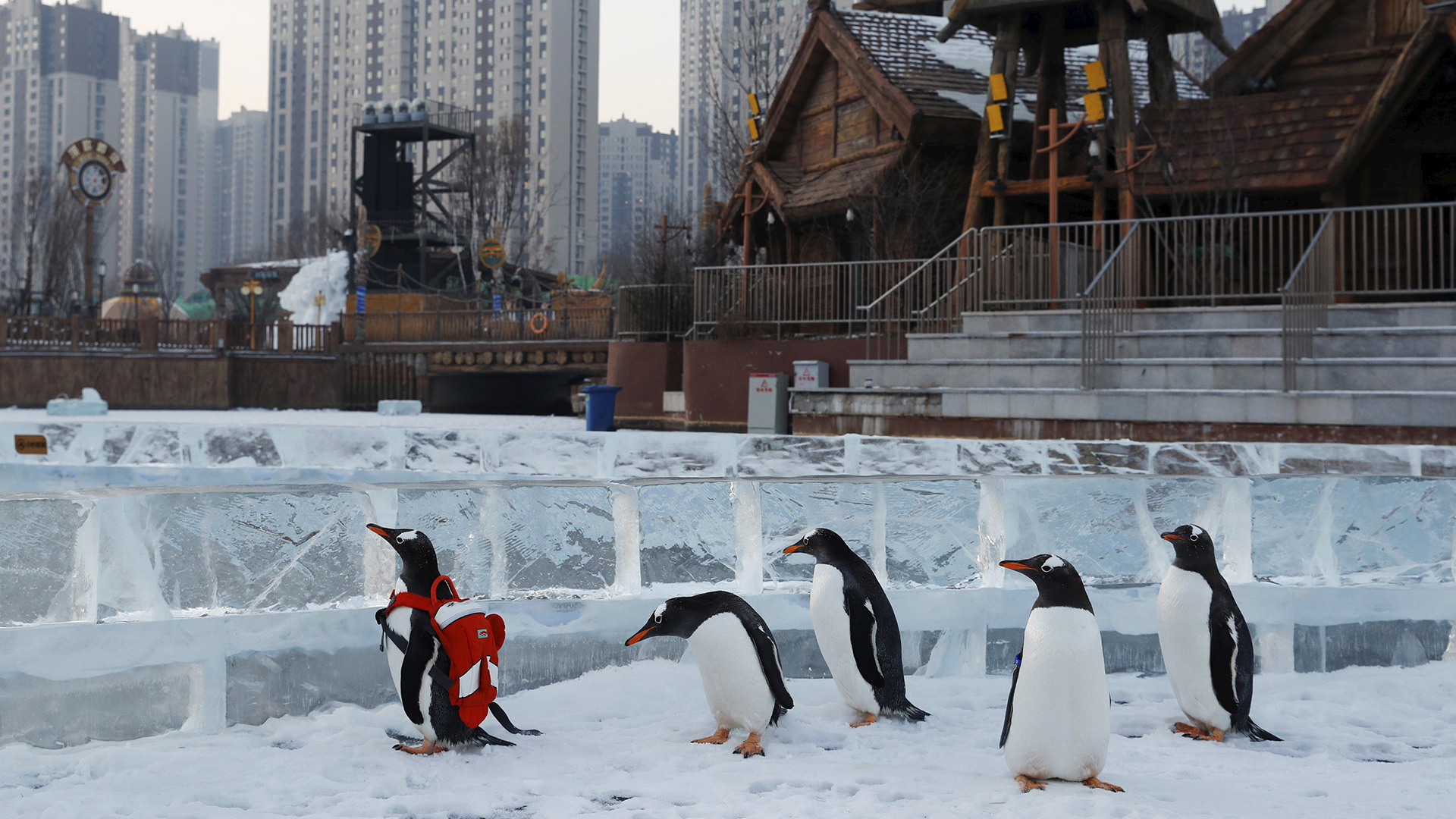 Pingüinos en el festival de hielo de Harbin