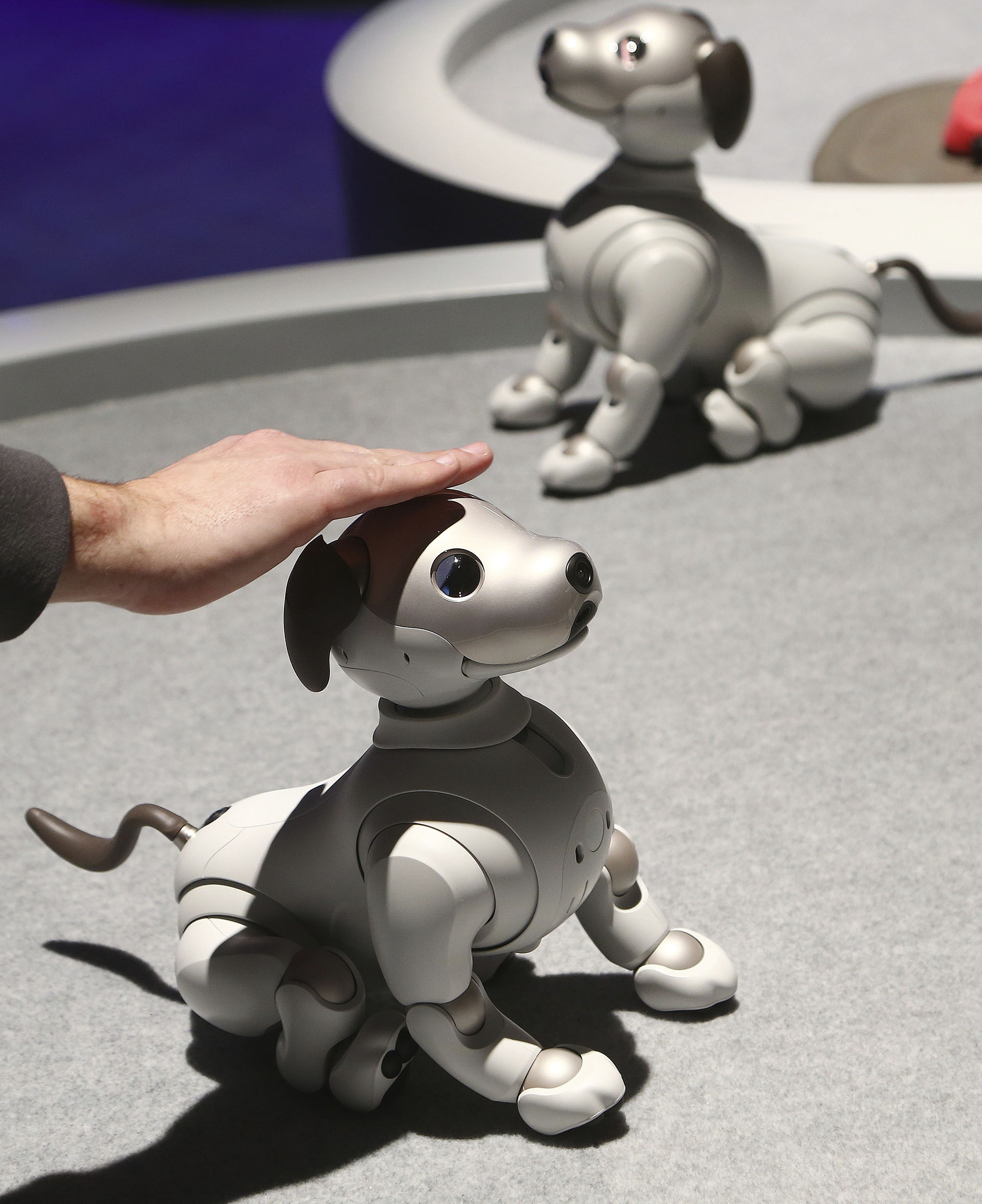 Aibo, el perro robot de Sony, fue uno de los productos más populares. Si bien no es nuevo, estuvo entre los favoritos de la feria (AP)