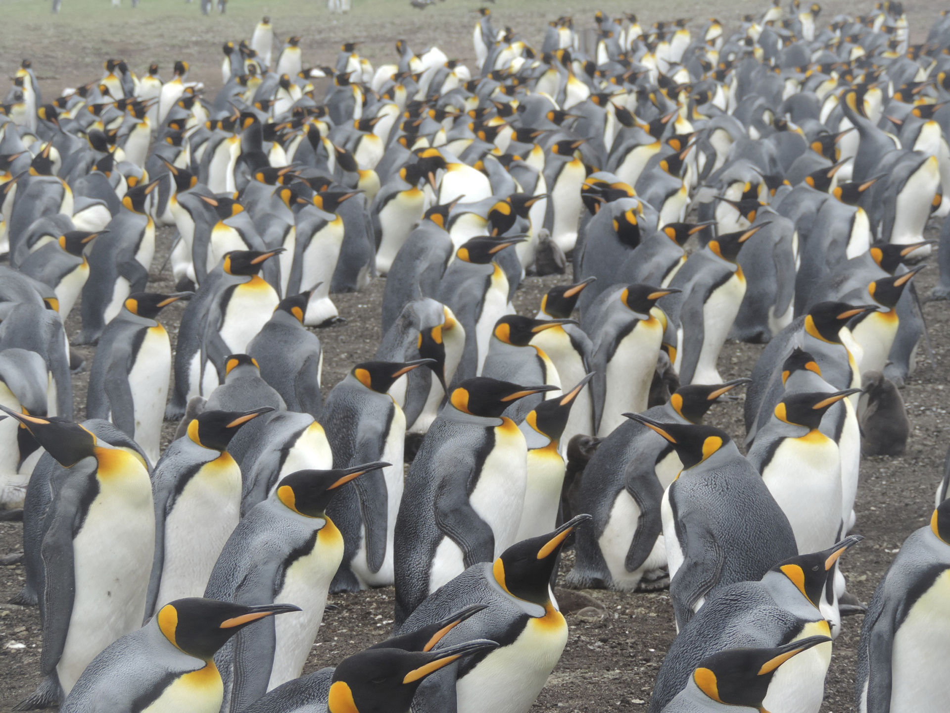 Las pingüineras son una excursión ineludible, con una amplitud y profusión de especies, además de un acercamiento único