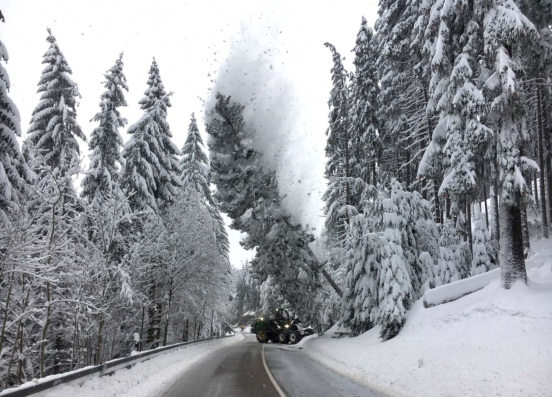 Trabajadores tiran abajo un árbol con nieve cerca de una carretera en Altenberg, Alemania (REUTERS/Oliver Barth TPX IMAGES OF THE DAY)