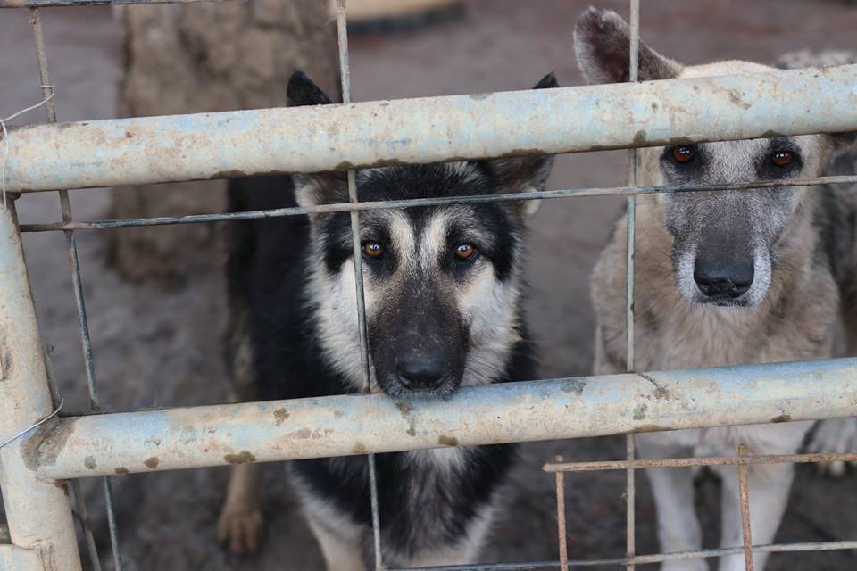 (Foto: @AtlantaHumaneSociety)