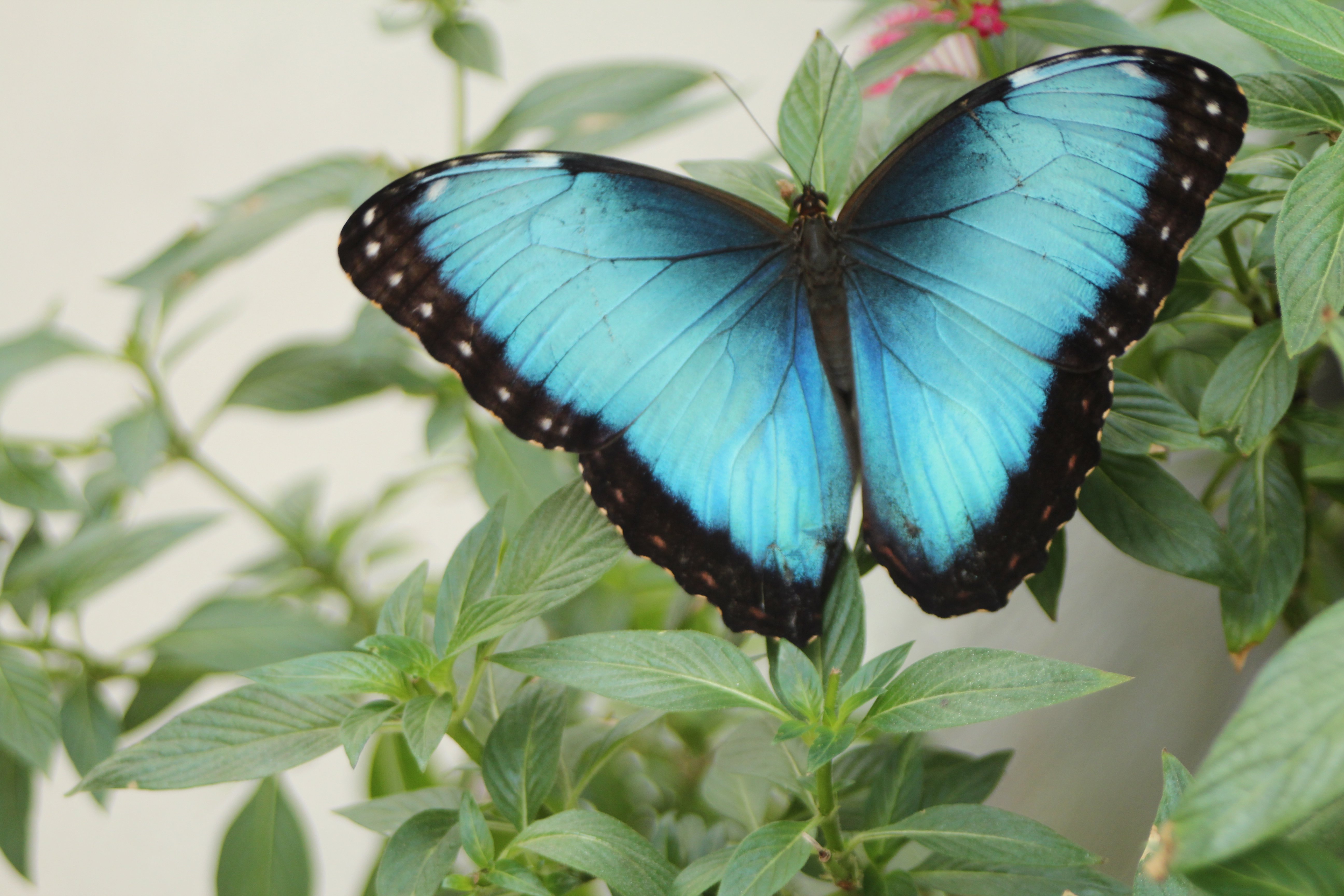 La mariposa azul es una especie endémica en Latinoamérica (Foto: Mariposario Chapultepec)