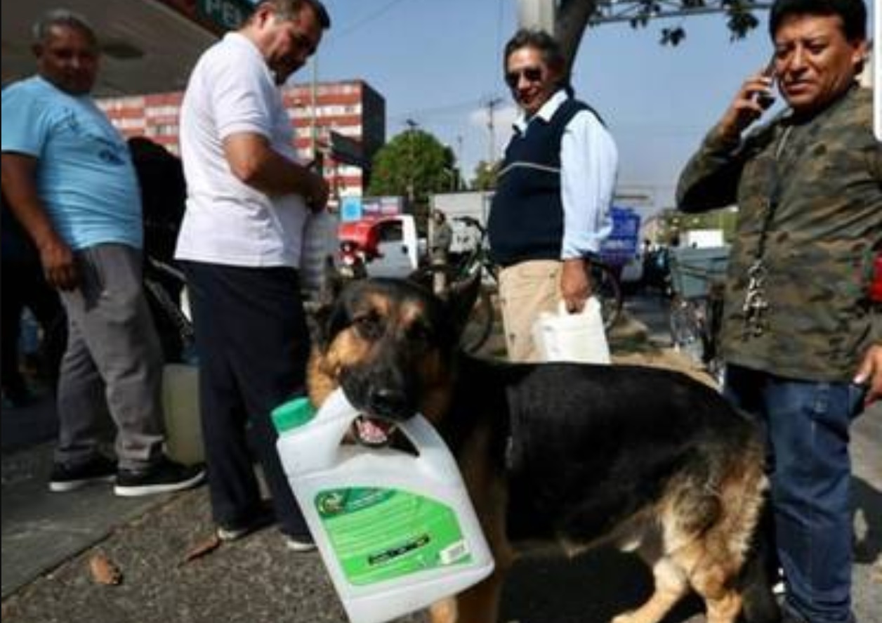 Un perro pastor alemán acompañó a su dueño a la gasolinería en la Ciudad de México donde le “ayudó a formarse en la fila” para conseguir gasolina